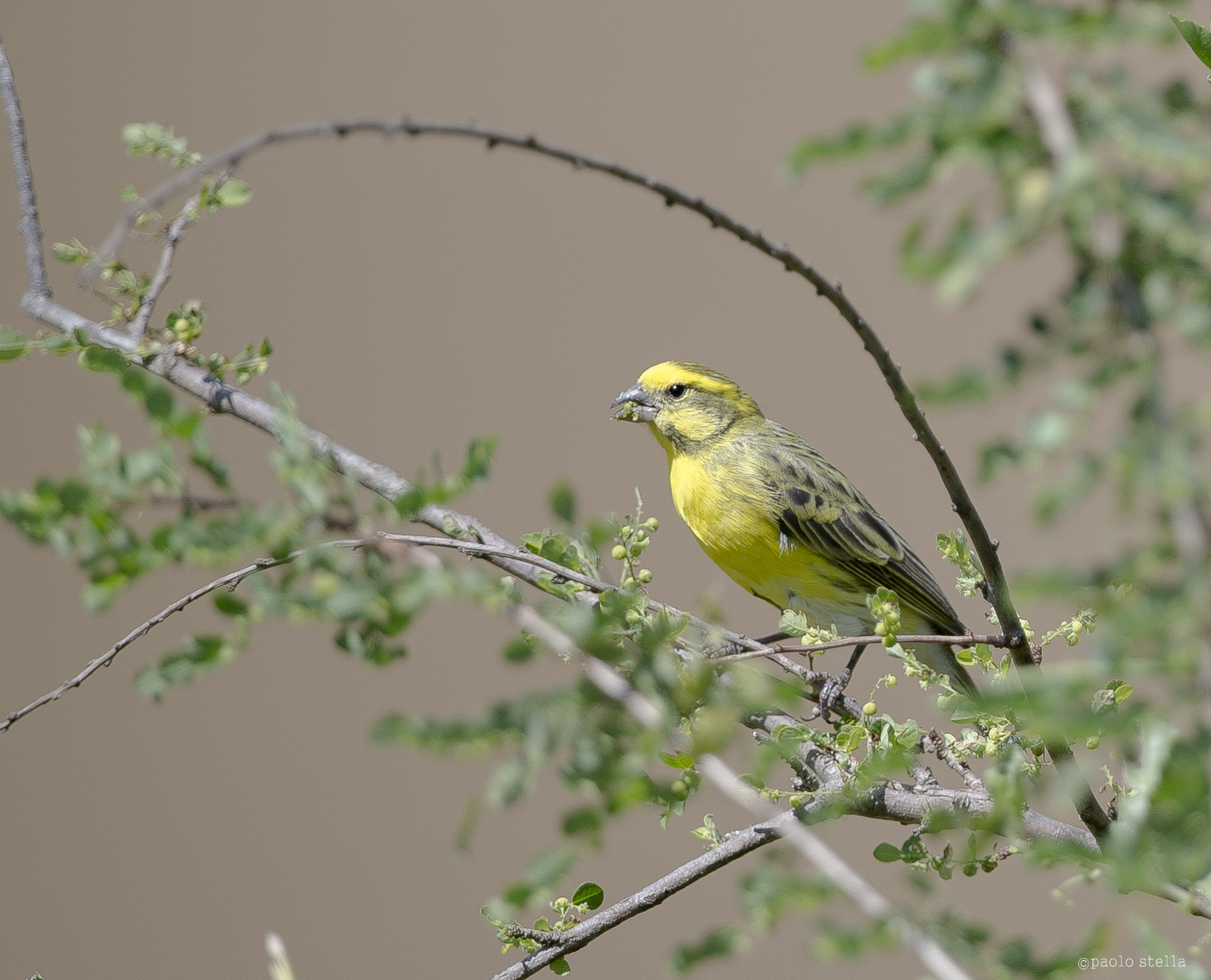 Yellow-fronted Canary - Serinus mozambicus...
