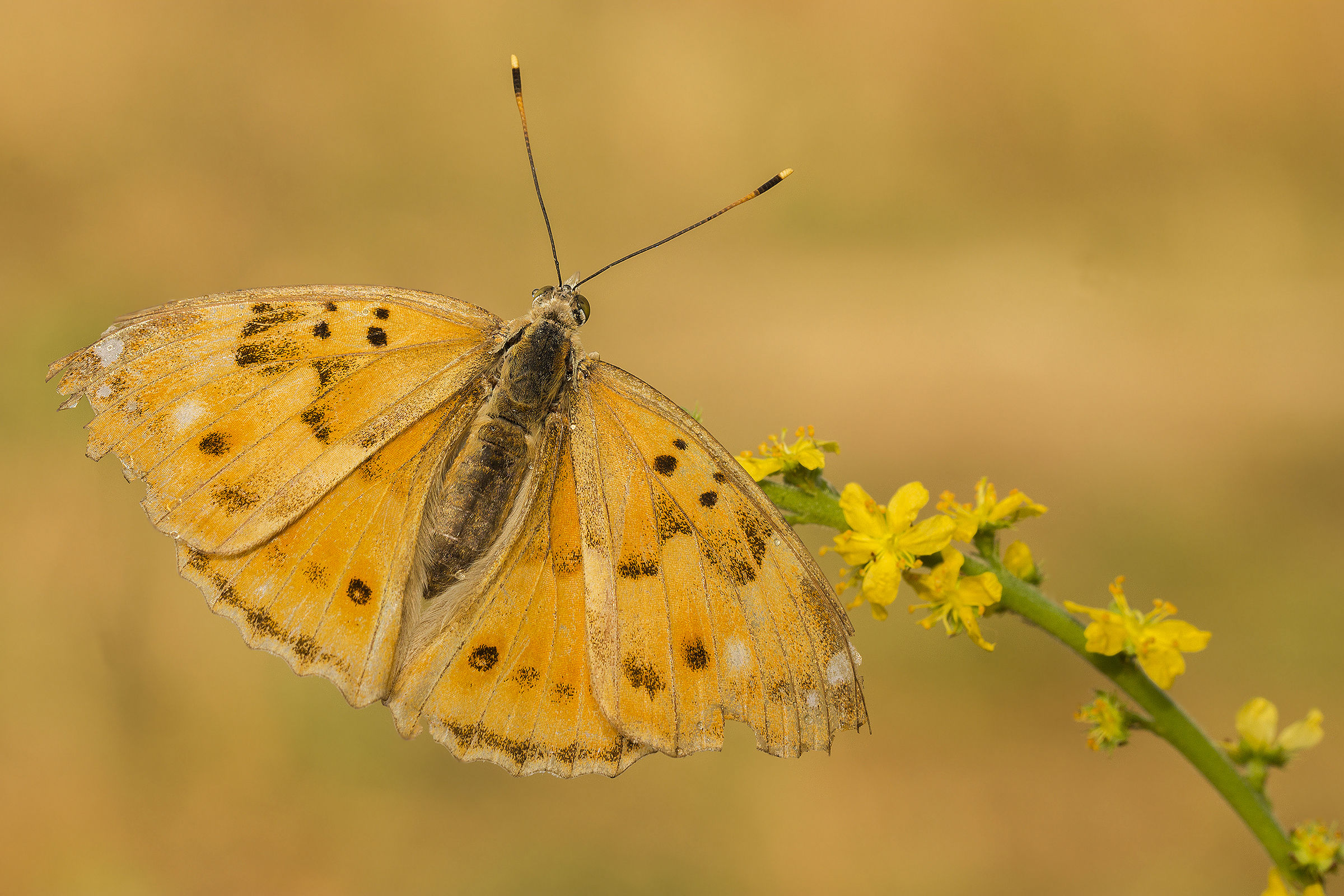 Apatura Ilia ( Vissuta )...