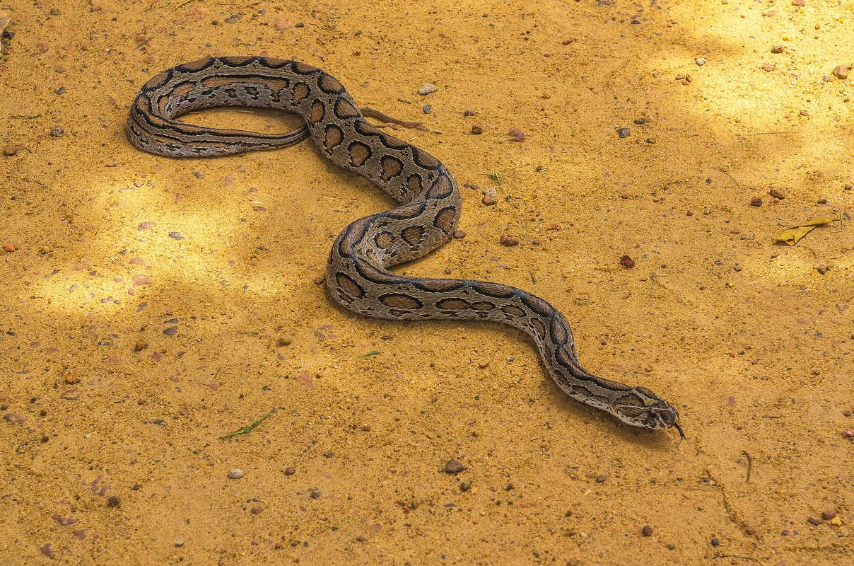 Sri Lanka - Russel's viper...