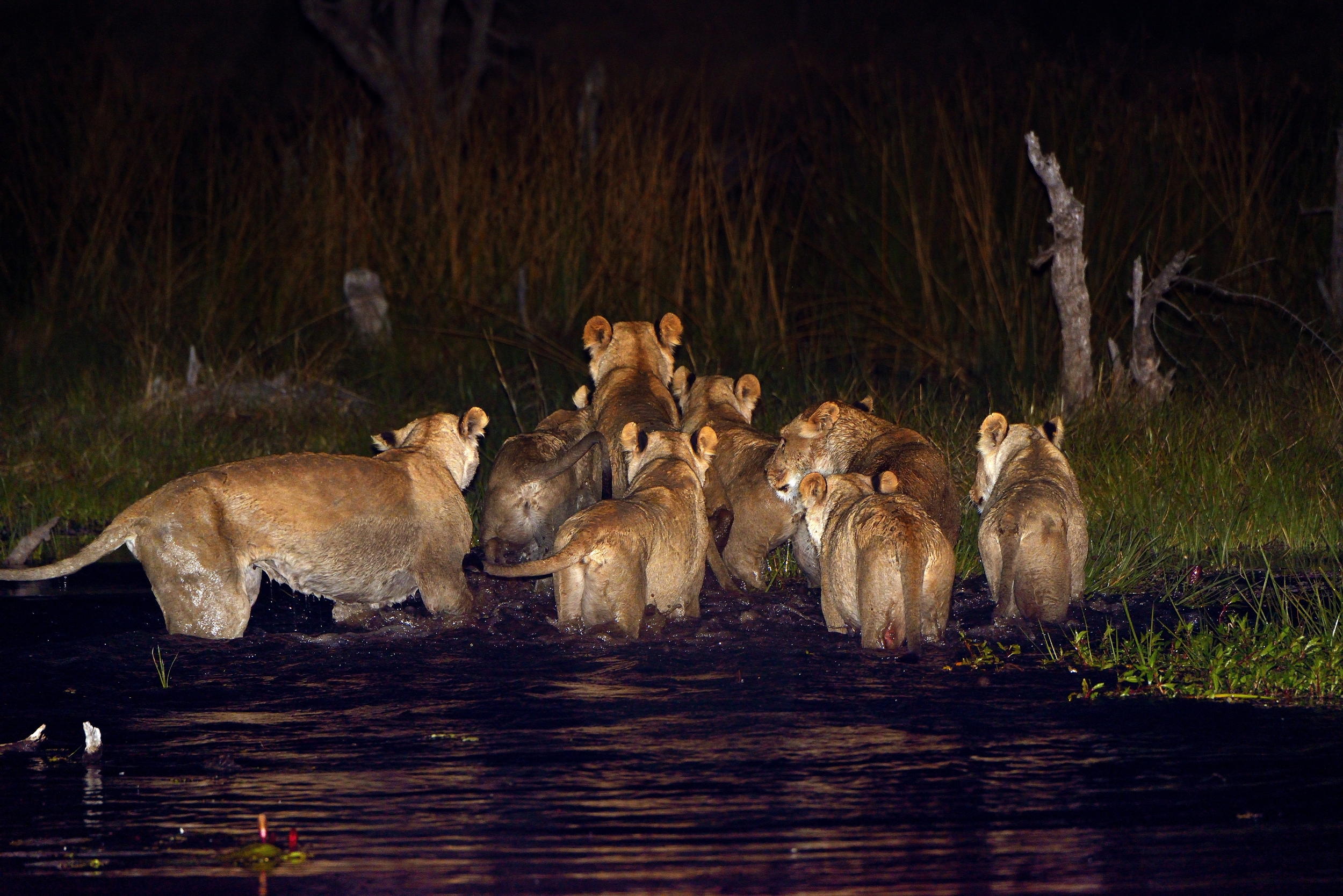 Lionesses hunting in the night in the water .....