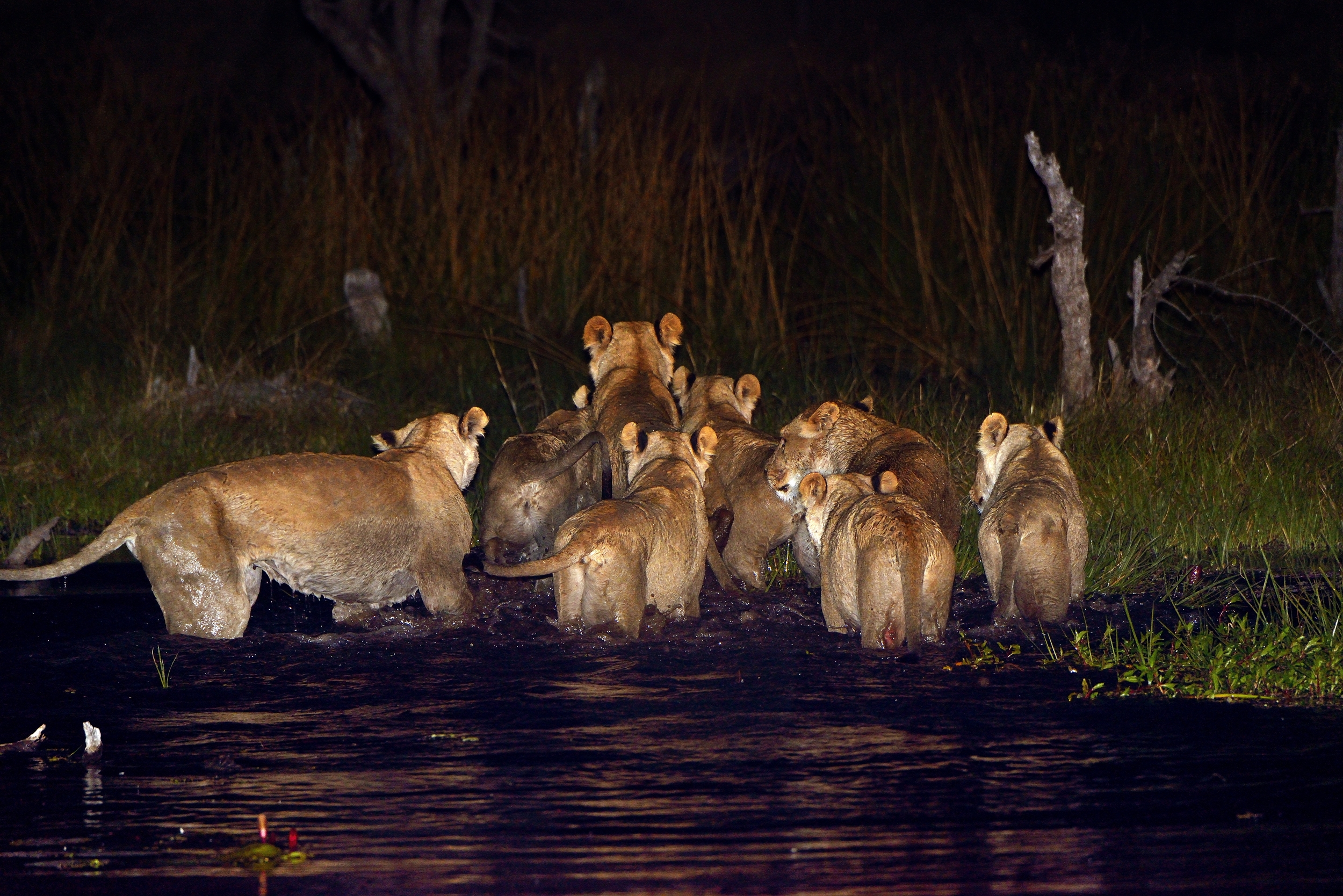 Leonesse a caccia nella notte nell'acqua.....