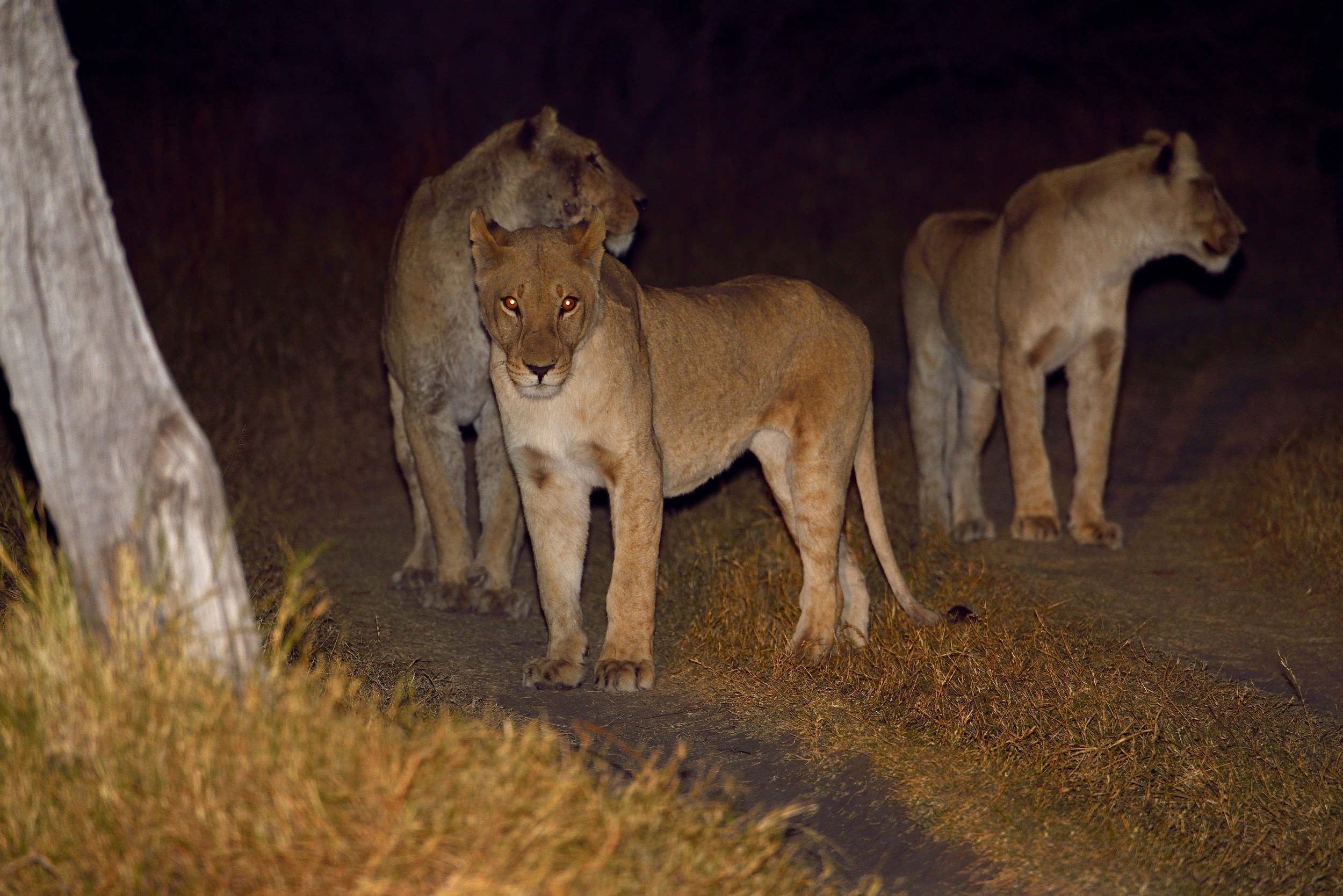 lionesses...