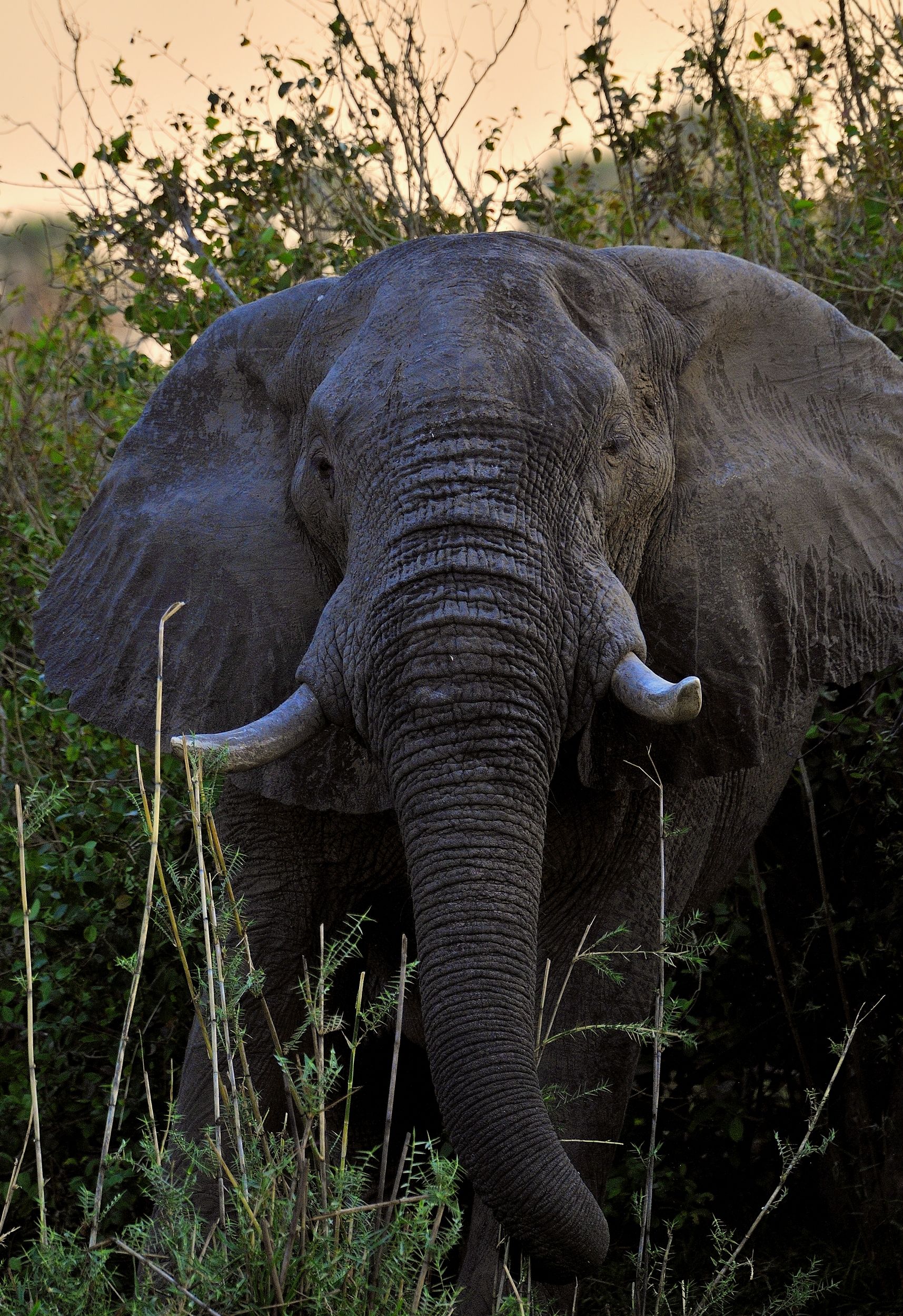 Elephant on the Zambezi River...