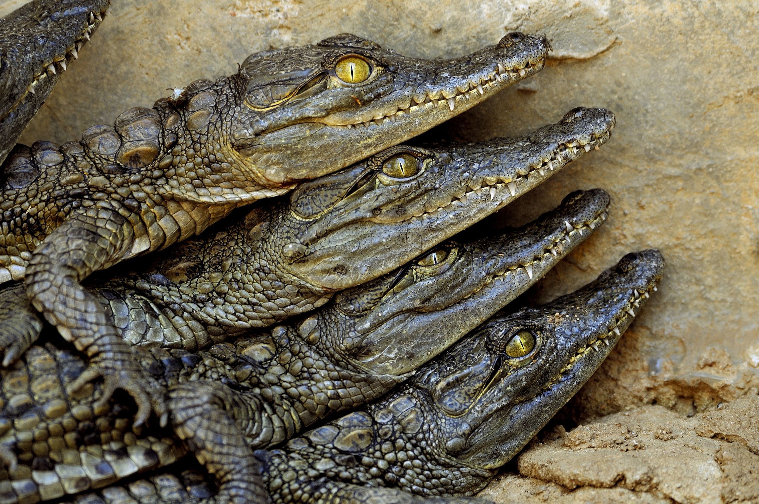 crocodiles (captive)...