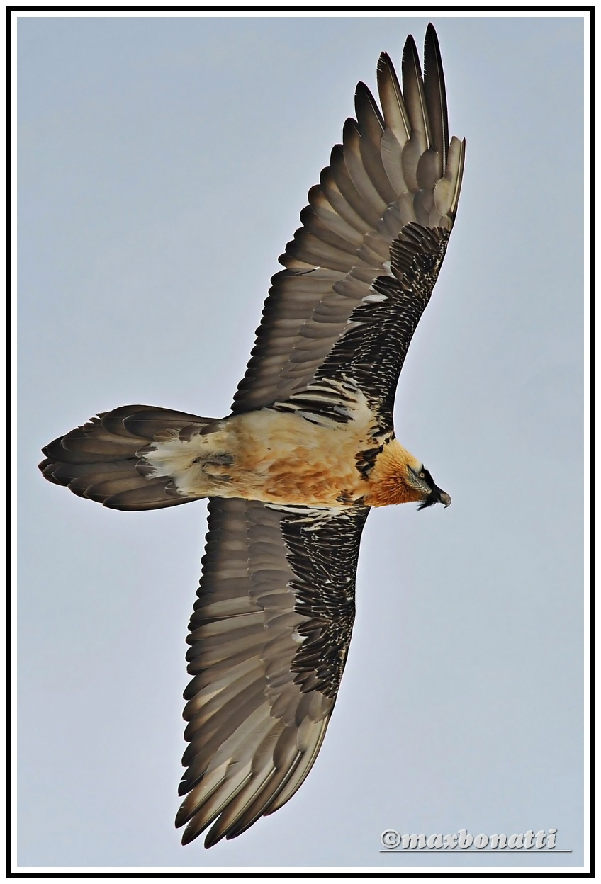 Bearded Vulture...