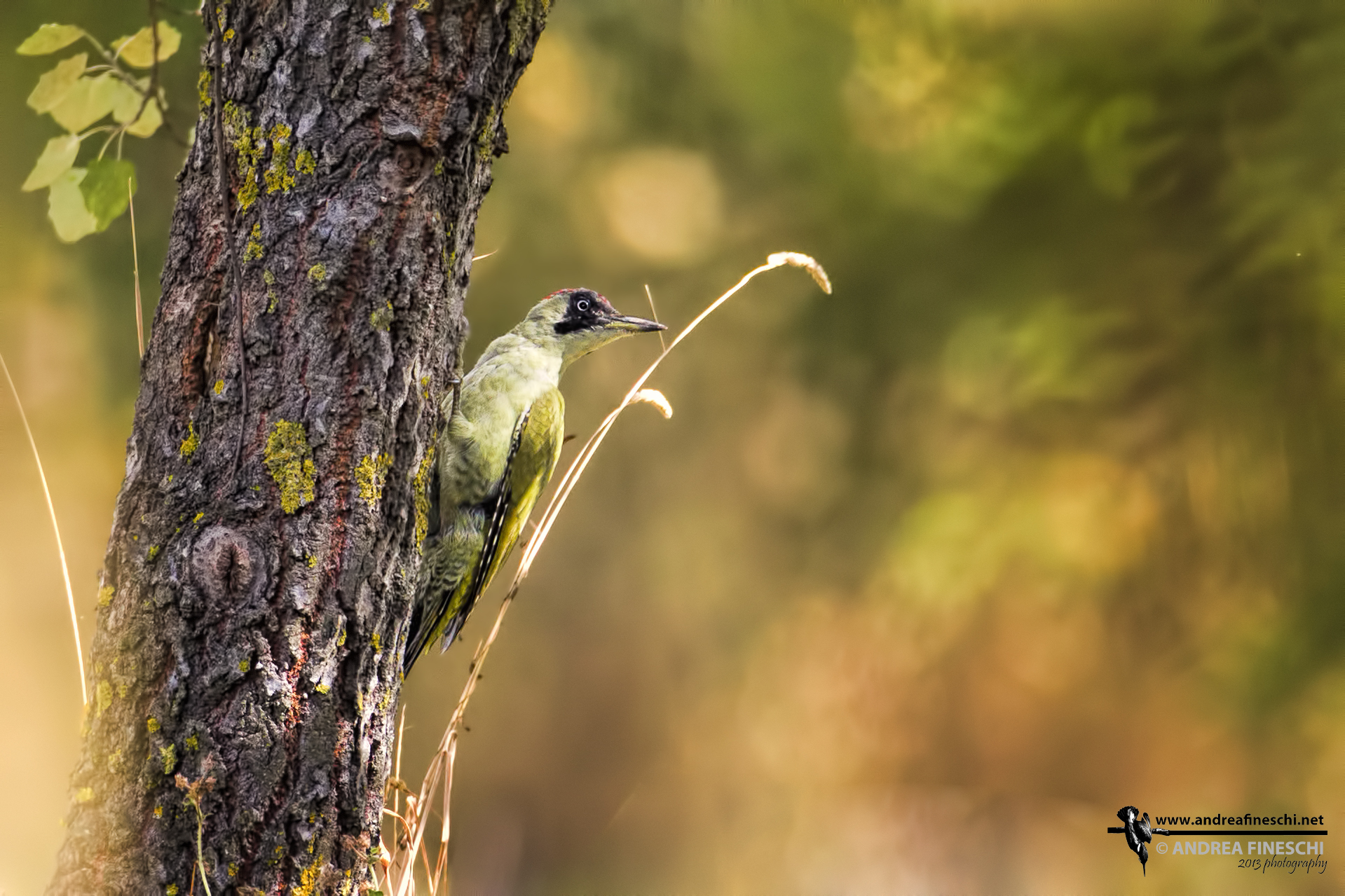 Green Woodpecker...