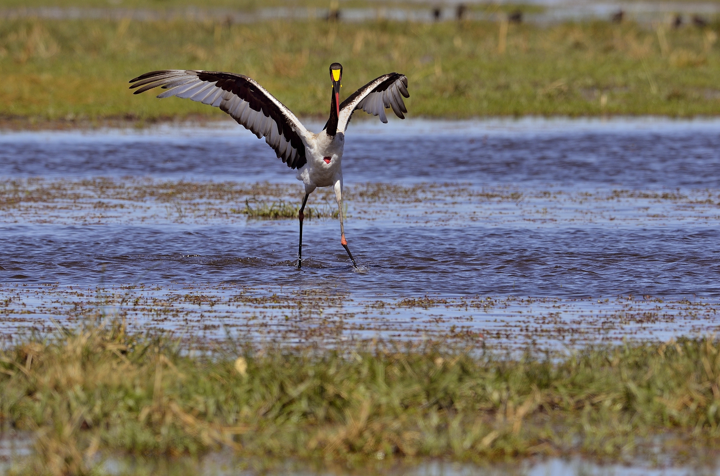 the dance of the crane fishing...