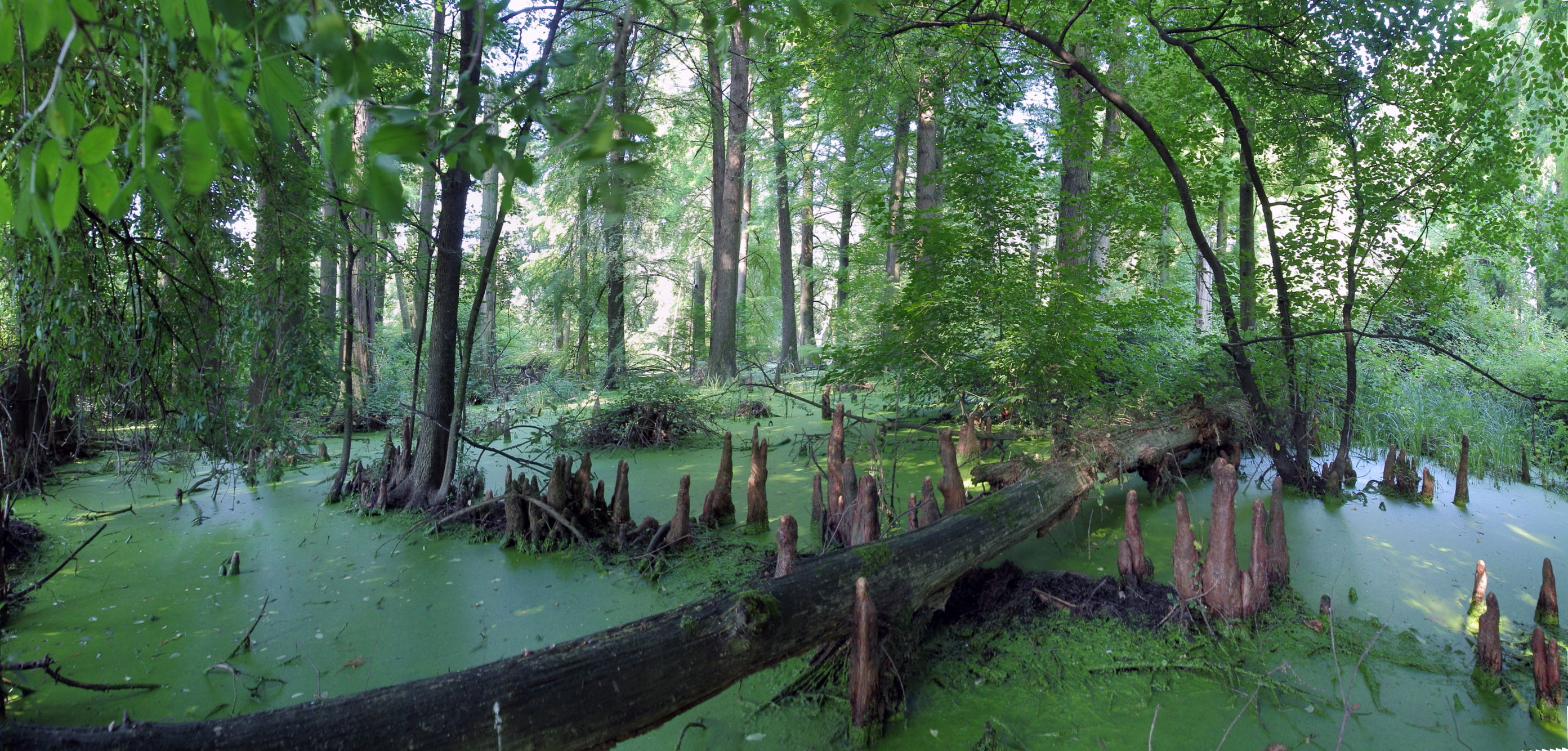 Magic swamp...