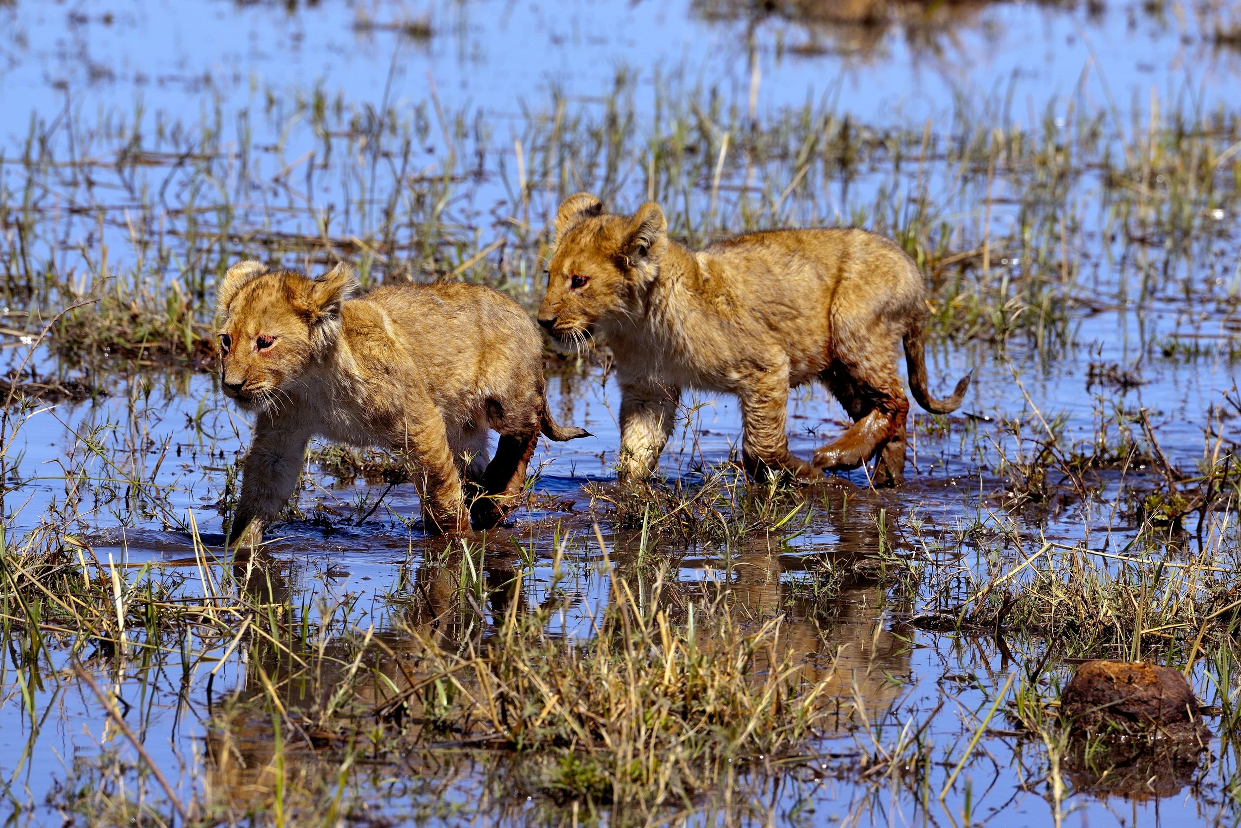 cuccioli nell'acqua...