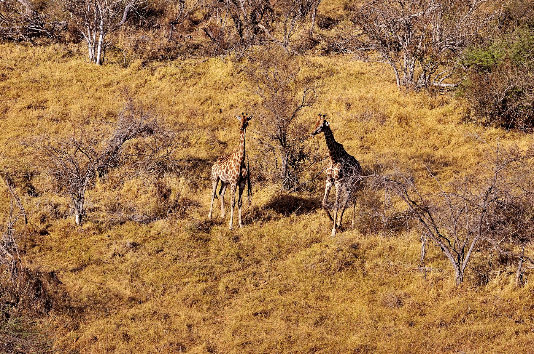 Giraffes...