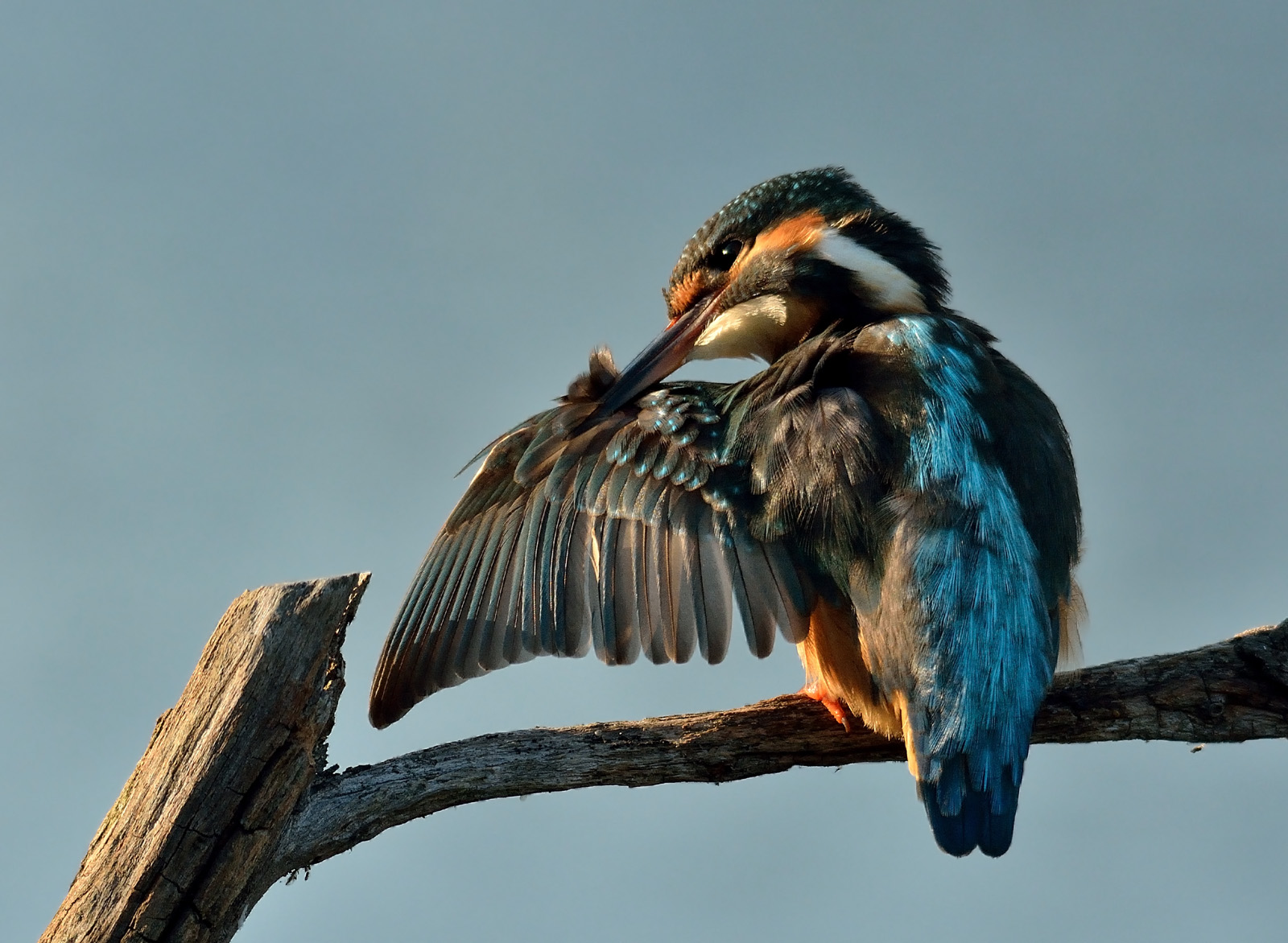 Kingfisher showing off wing...