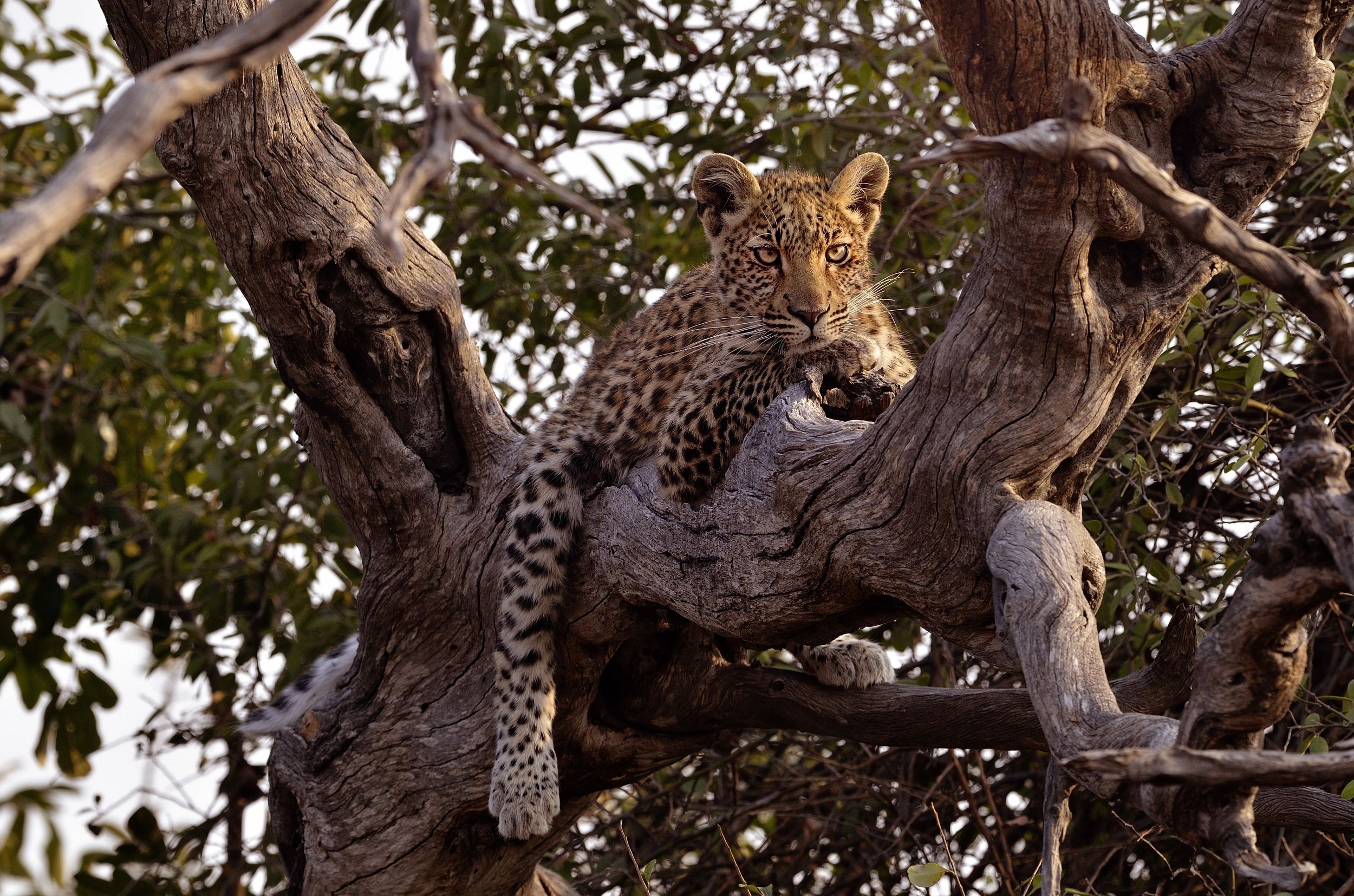 Leopard...