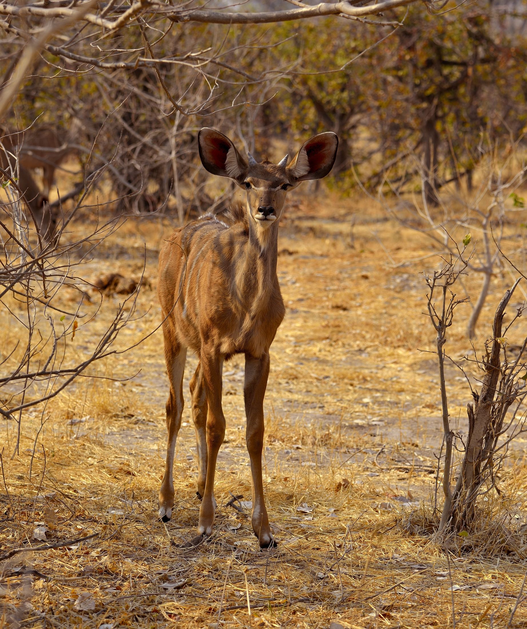 Kudu...