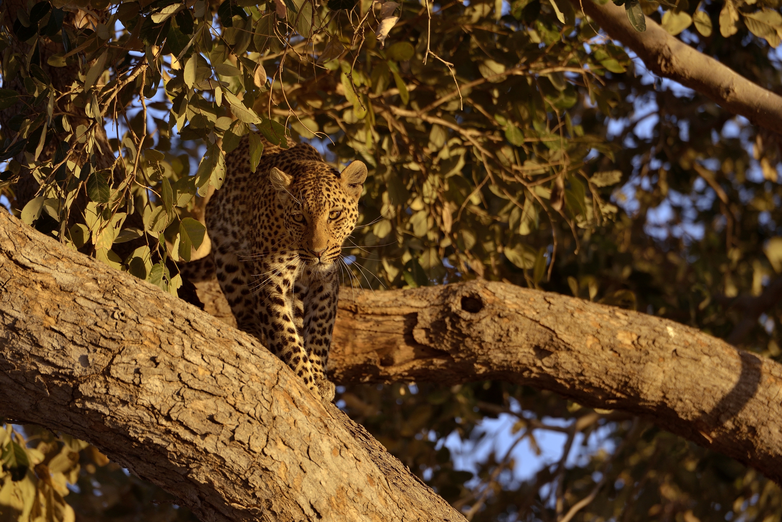Leopard...