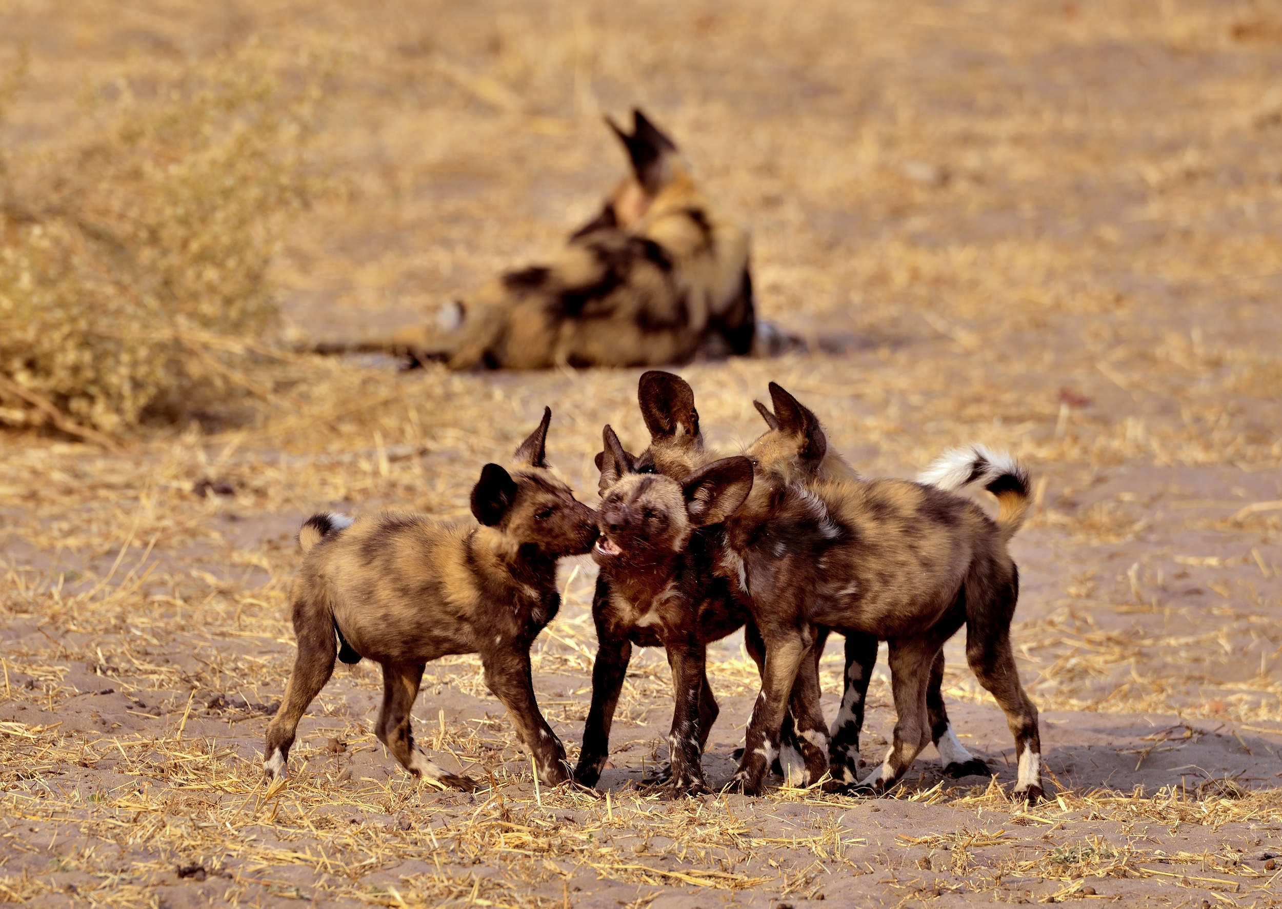 African wild dog puppies...