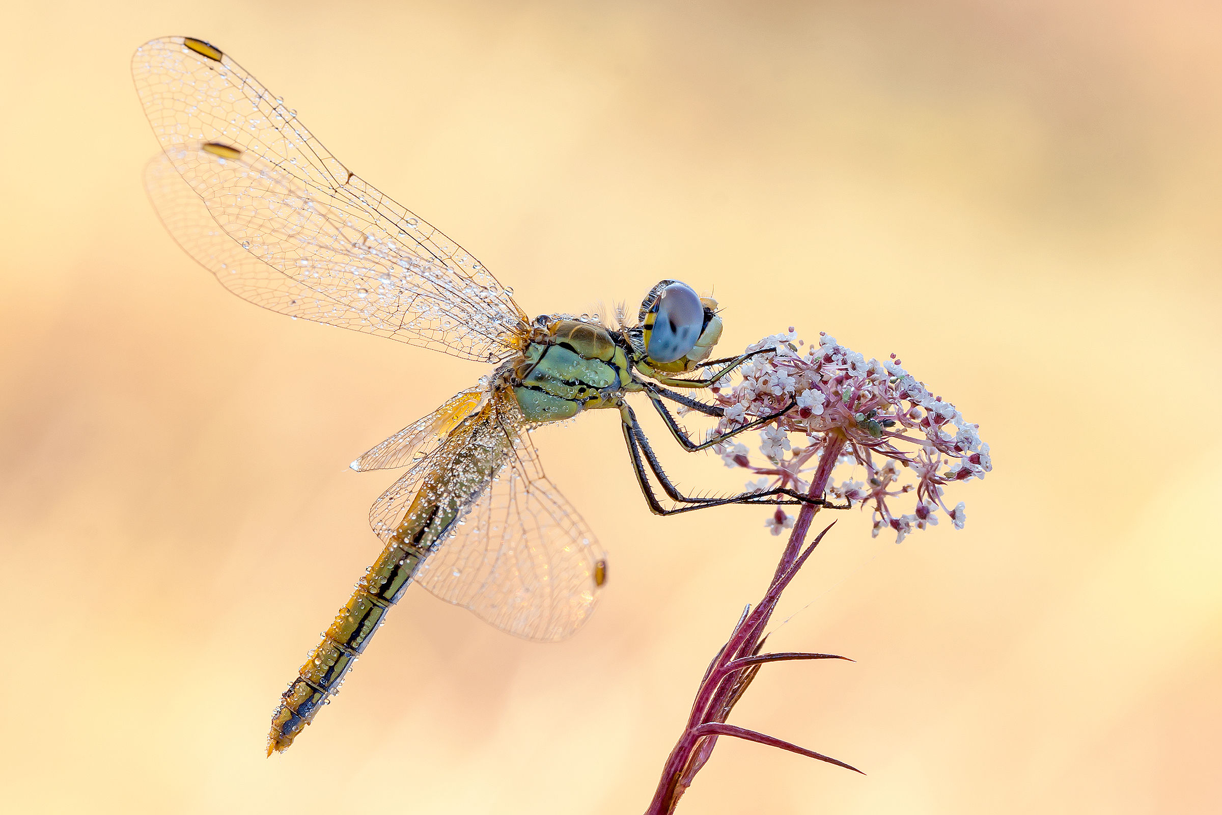 Sympetrum Fonscolombii...