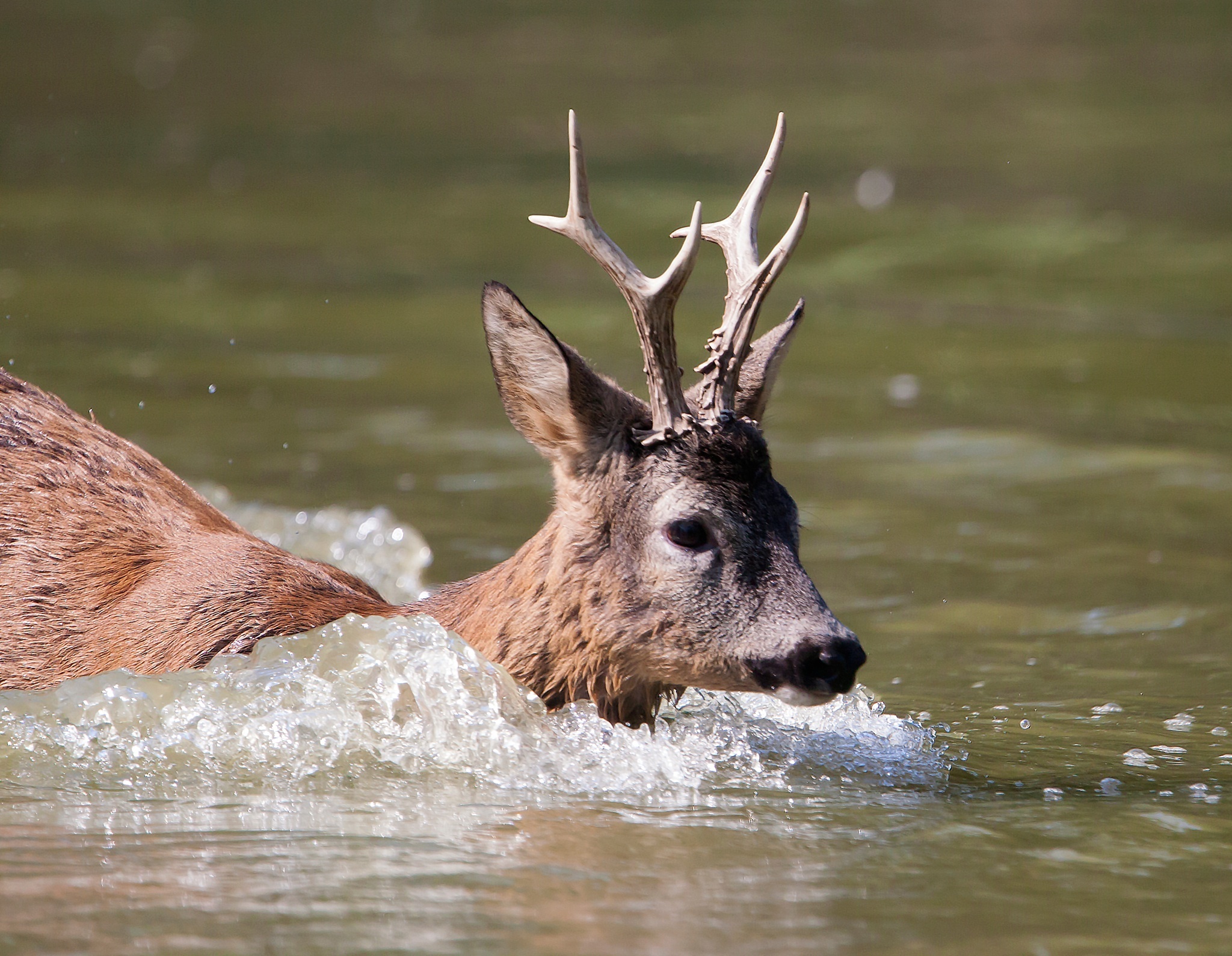 Roe deer in the water...