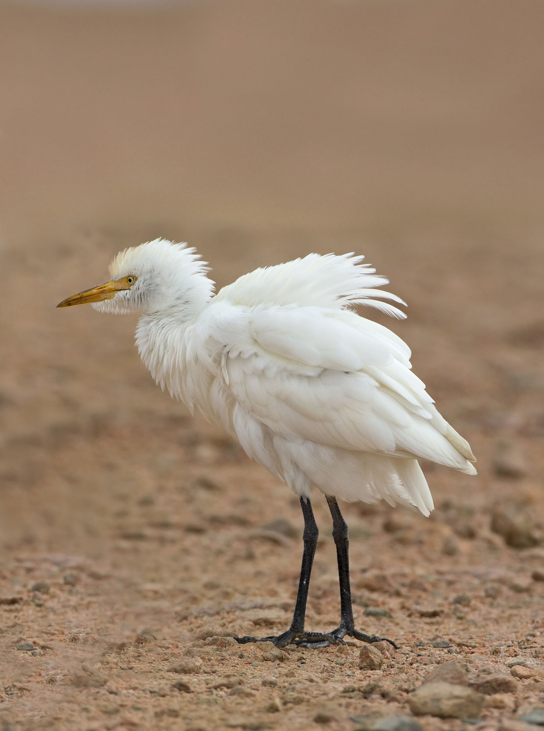 cattle egret...