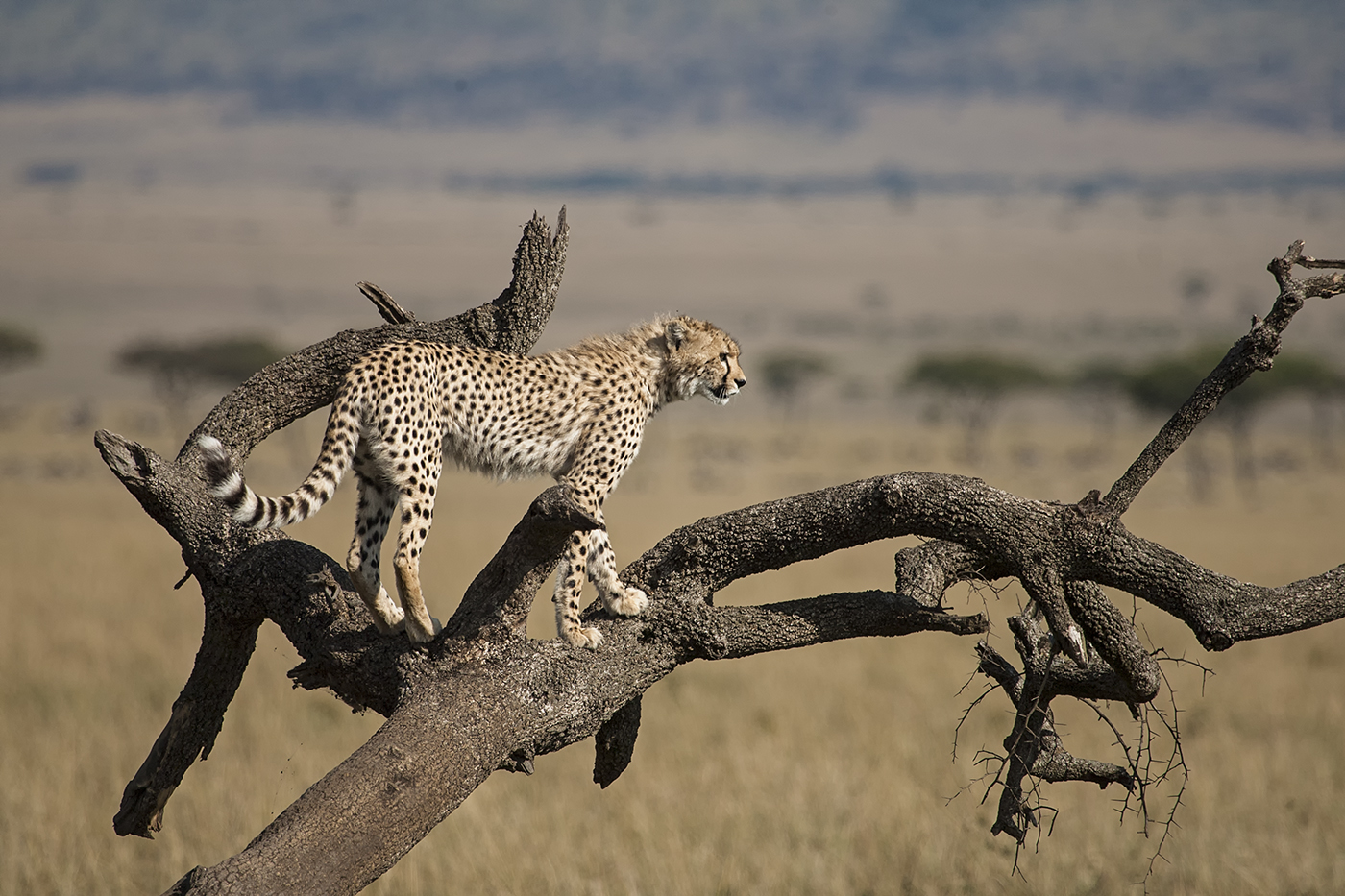 Cheetah sull'albero morte...
