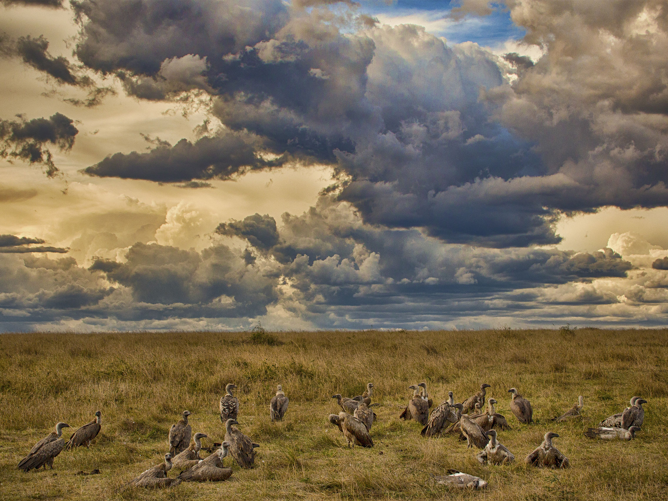Vultures waiting for their meal...