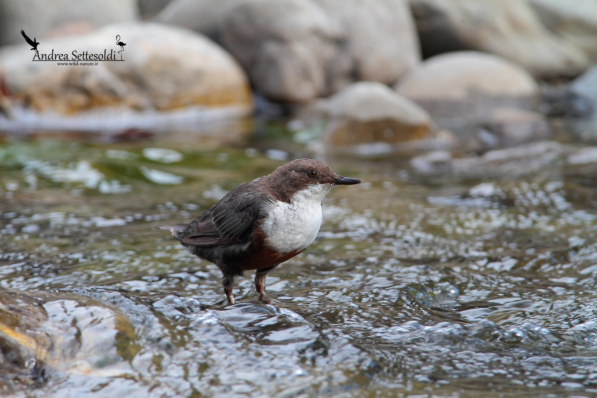 Dipper...