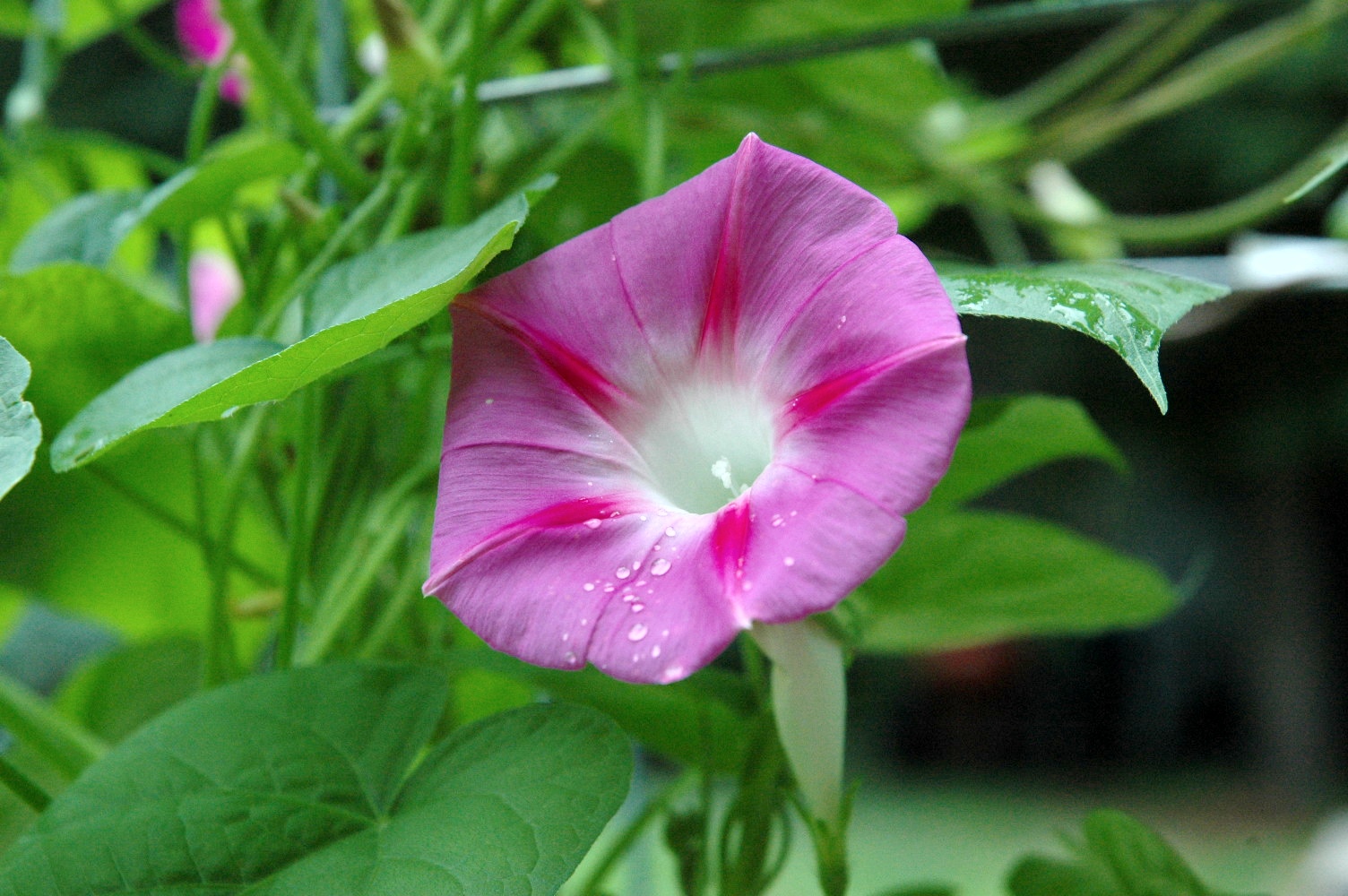 Morning Glory...