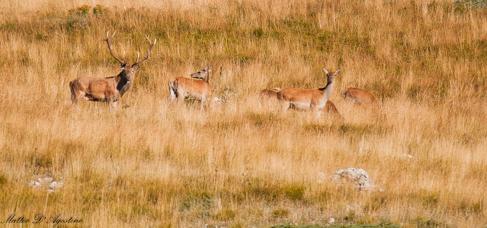 Deer in Val di Rose...