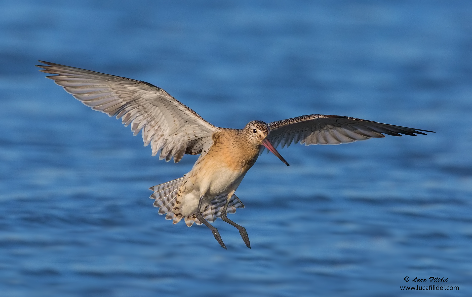 Godwit Minor to Flight...