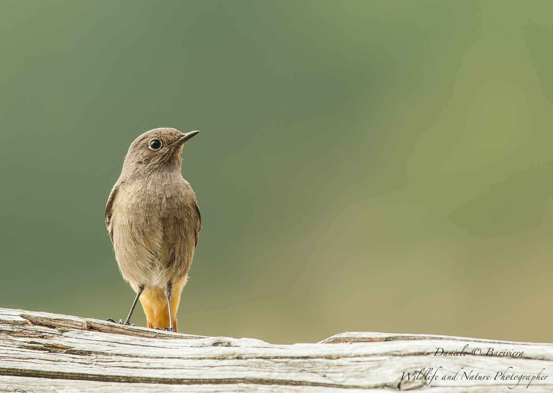 Redstart female...