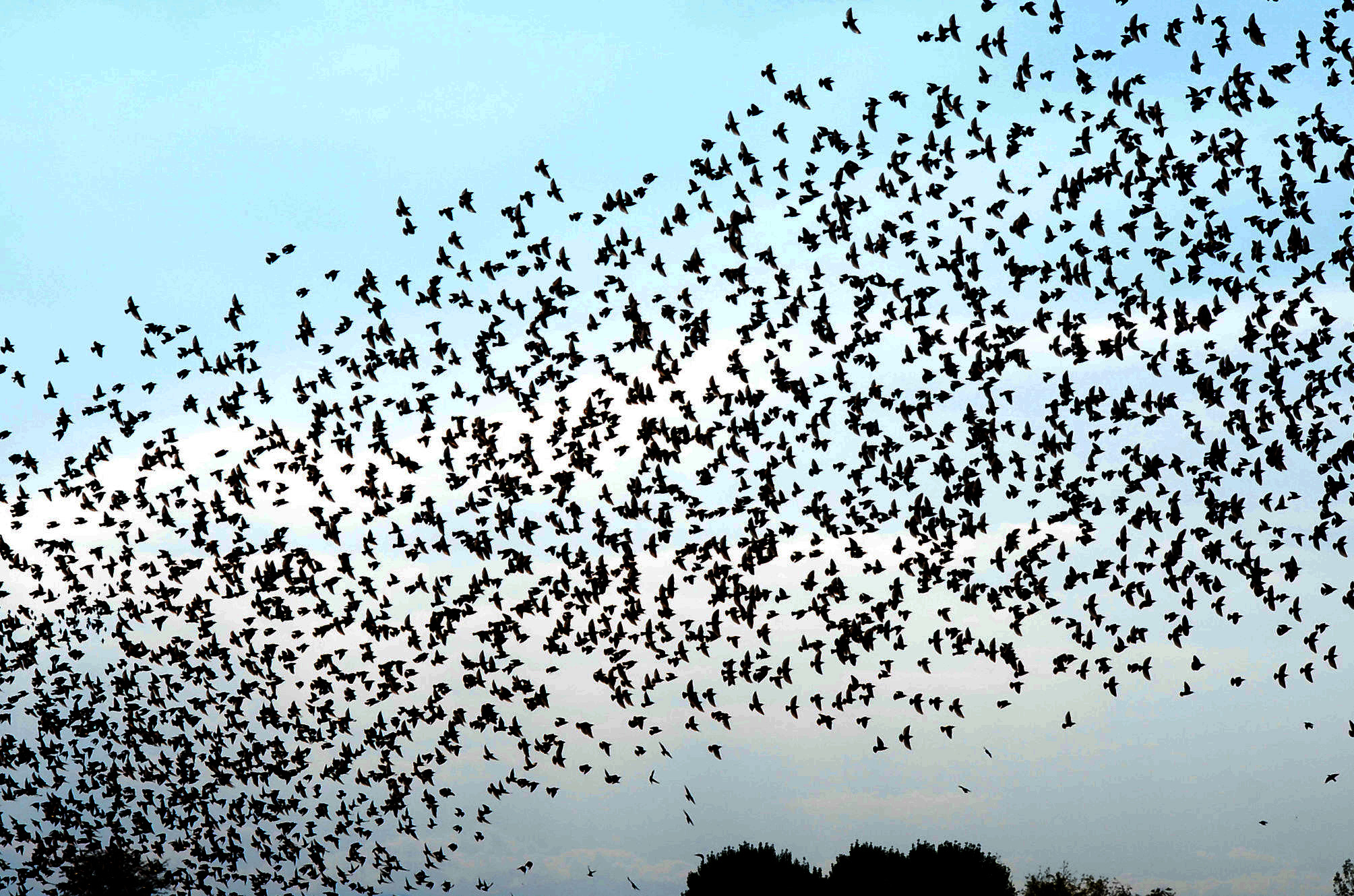 starlings...