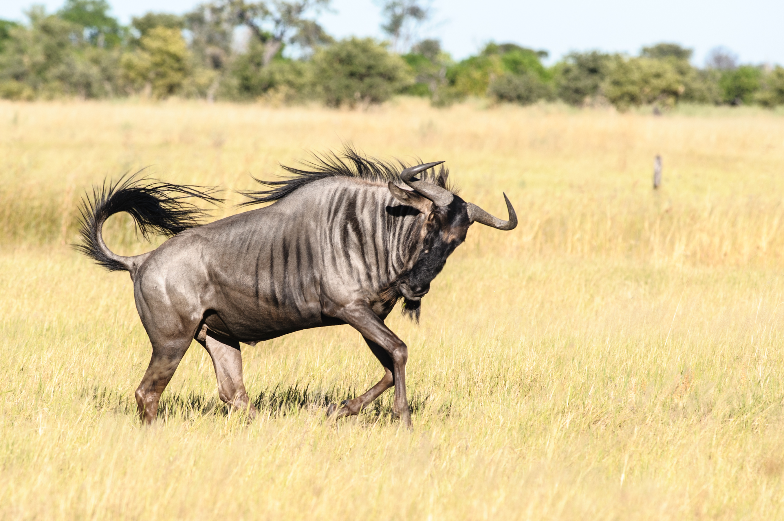 Wildebeest running...