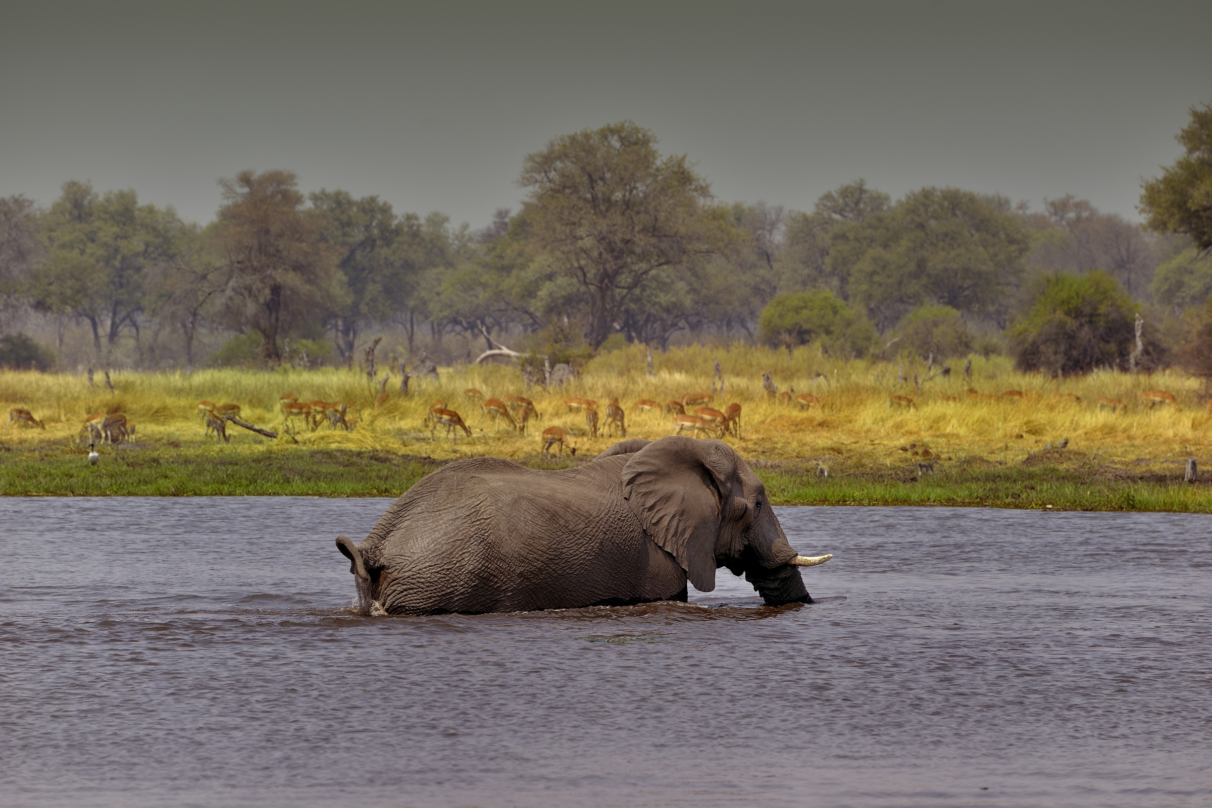 Moremi - elephant...