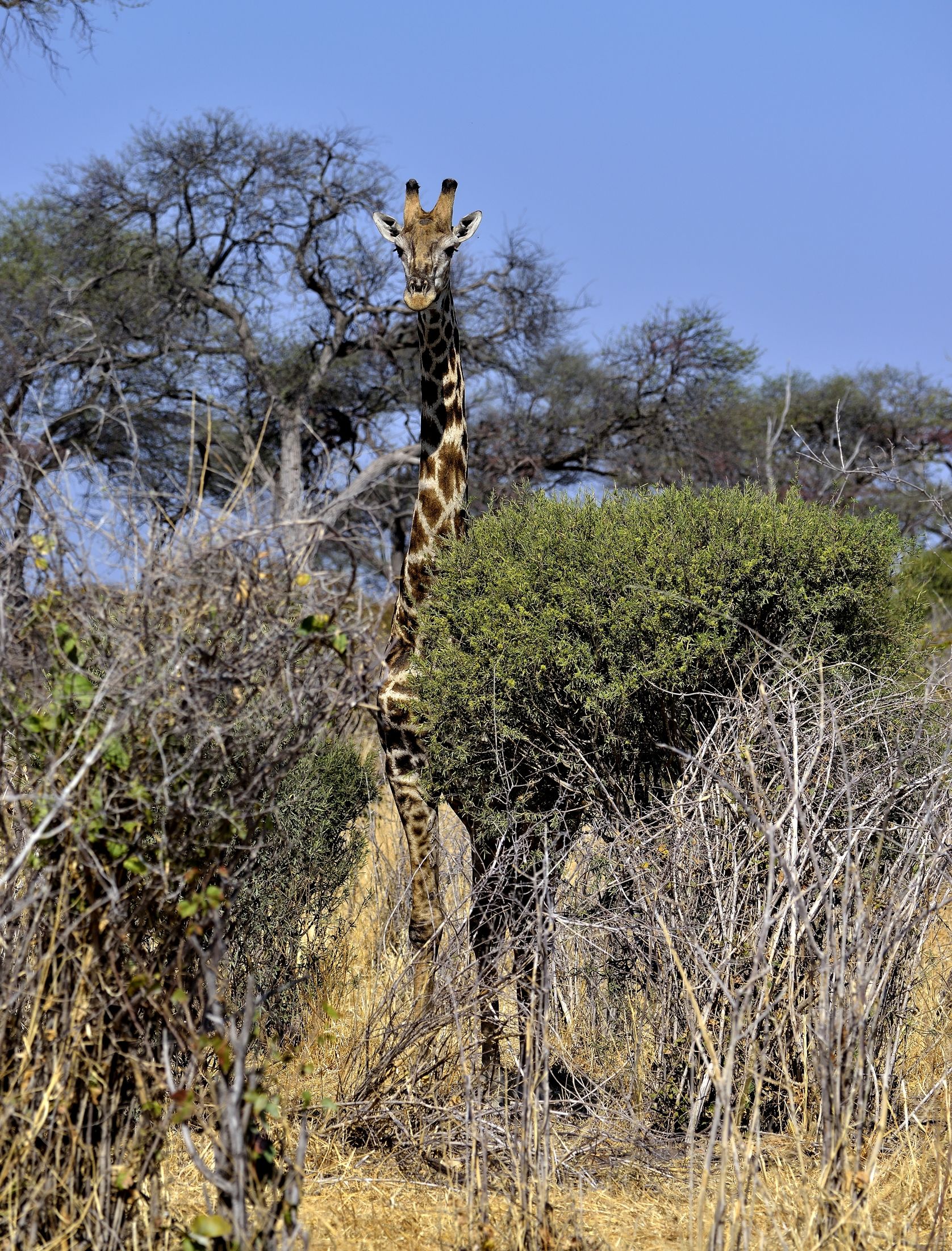 Giraffe...