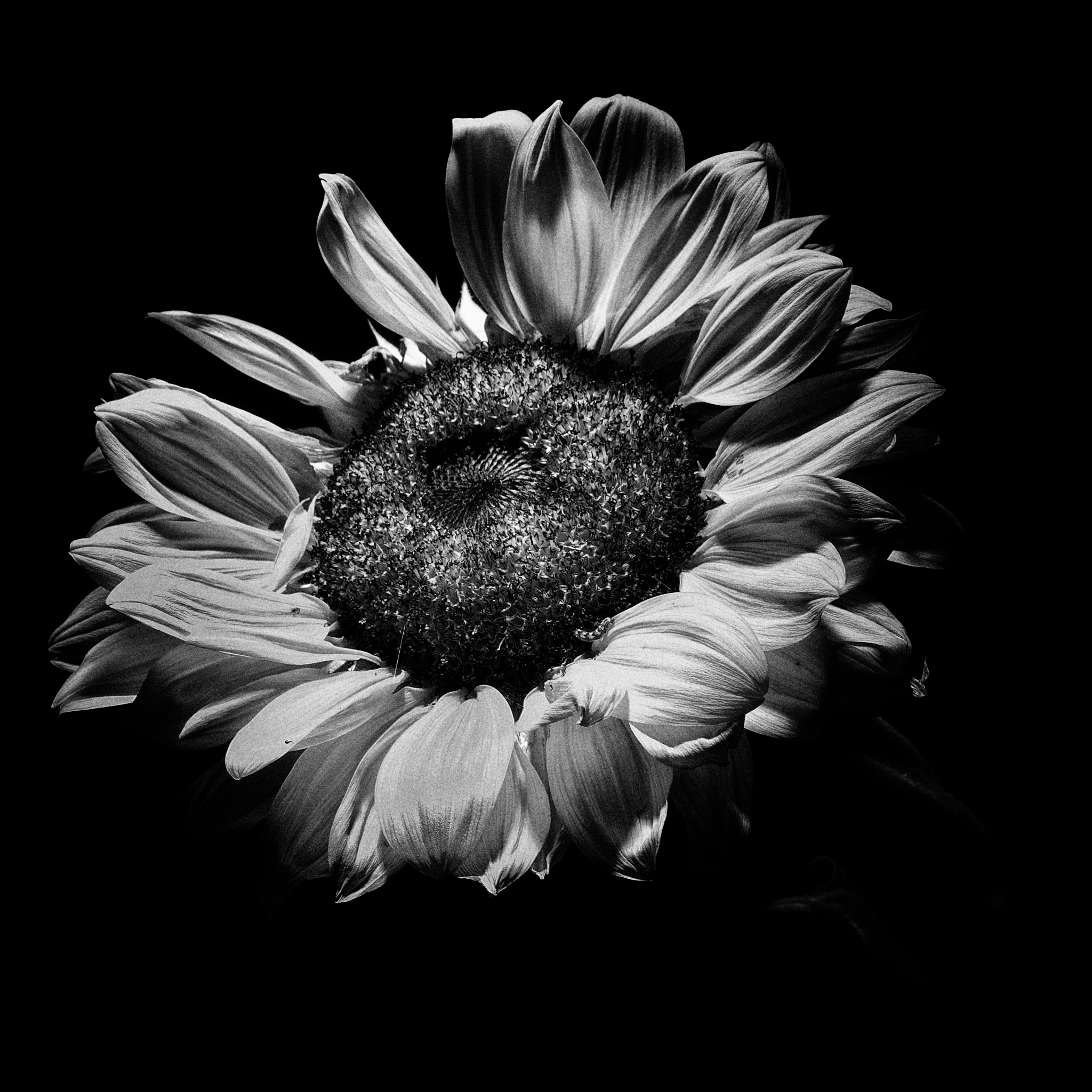 Sunflower b / w...