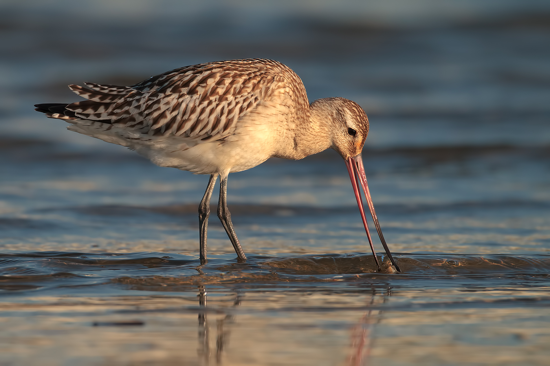 Bar-tailed Godwit with shell...