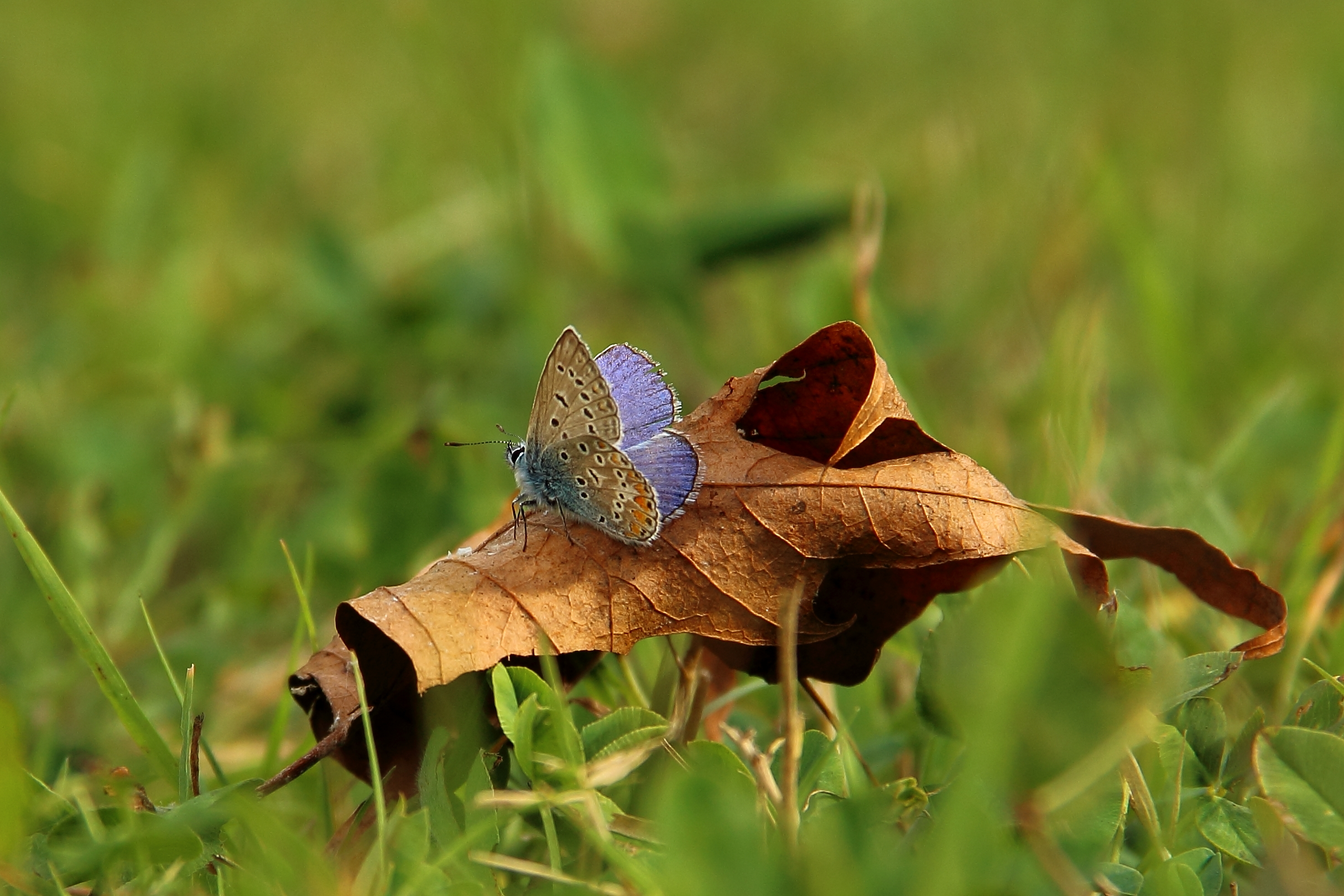 Butterfly sun leaf 2...