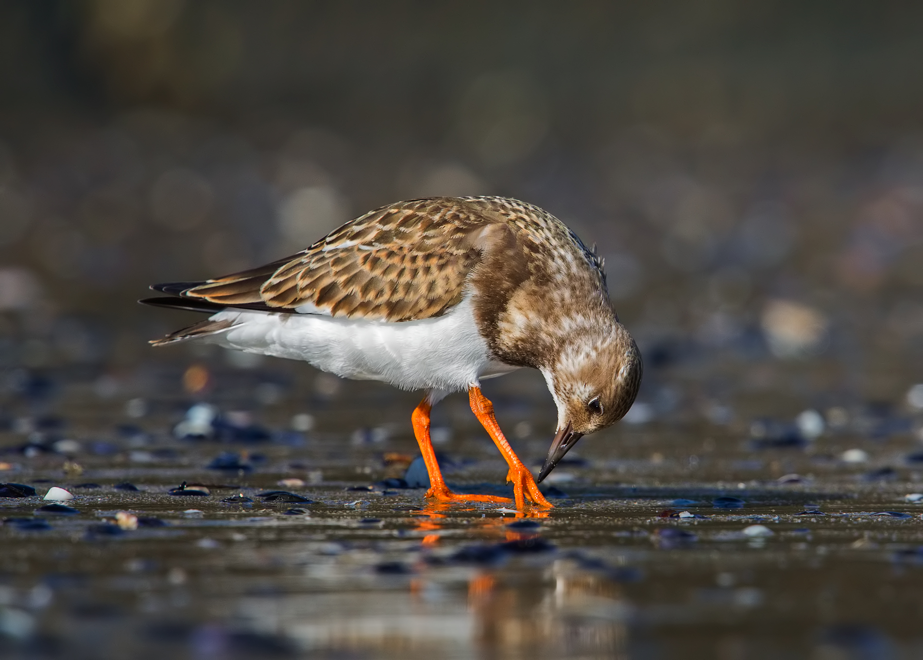 Turnstone in cleaning...
