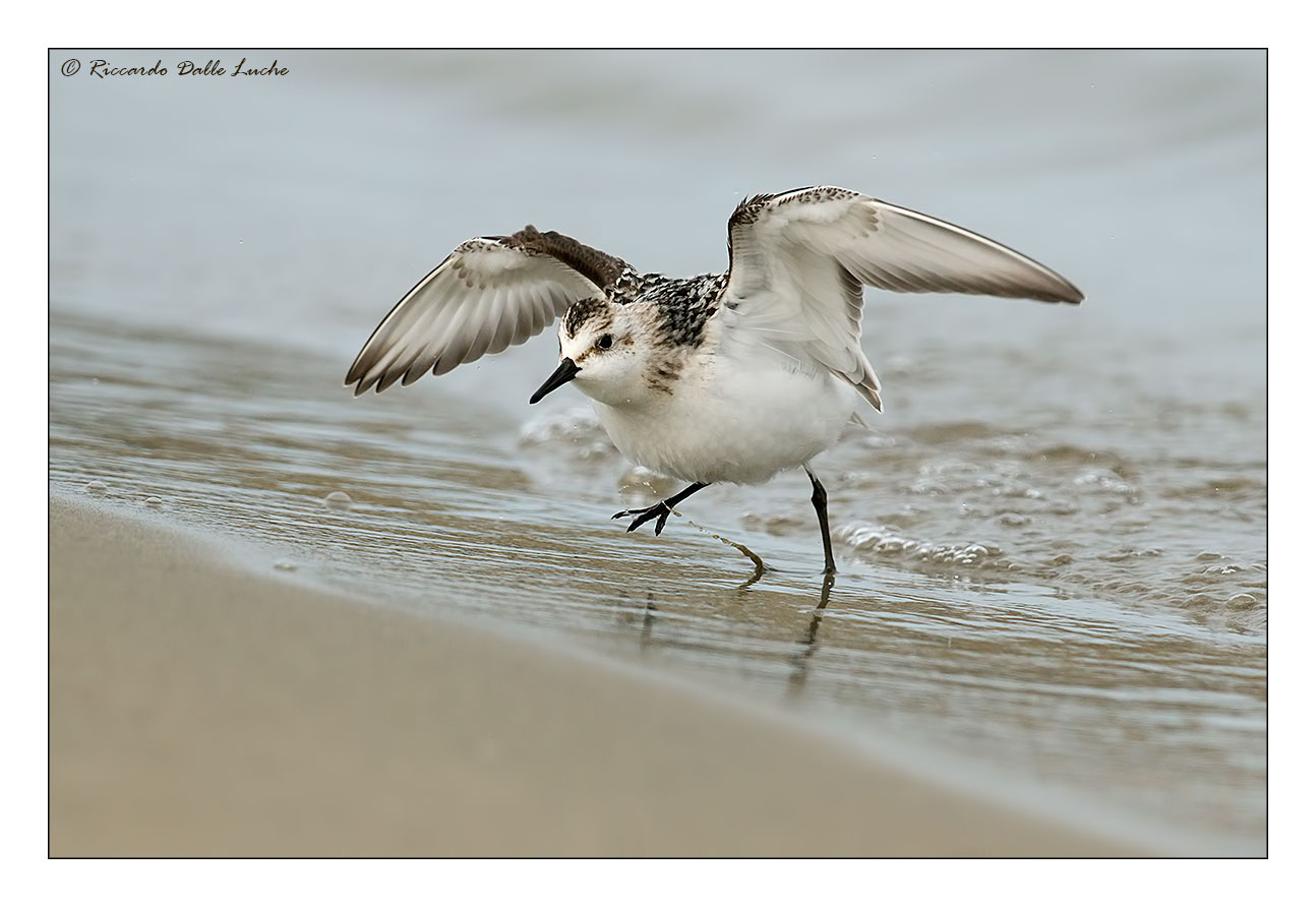 Sanderling 3...