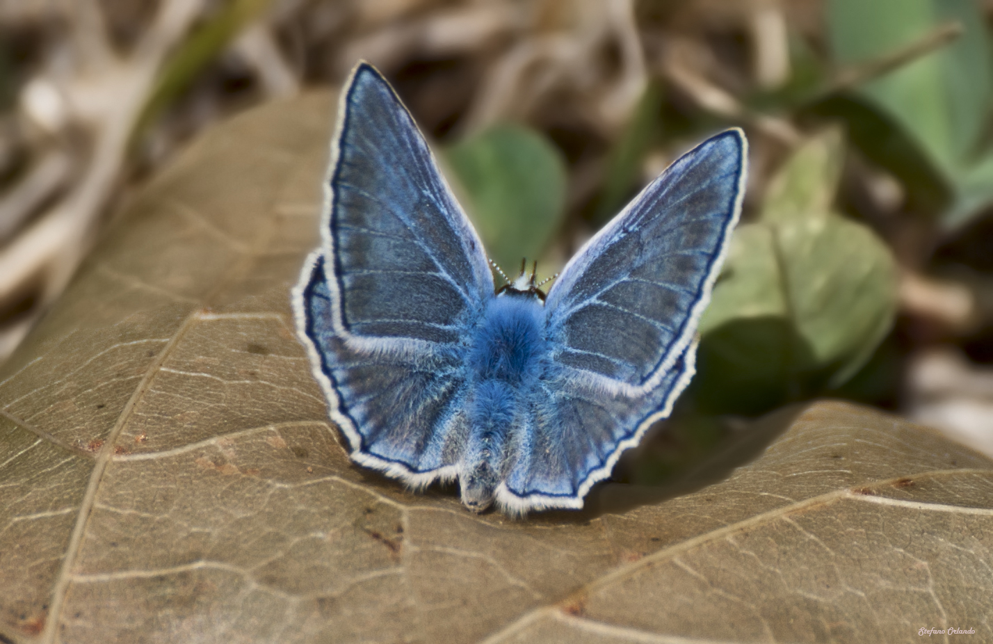 Farfalla Blu...