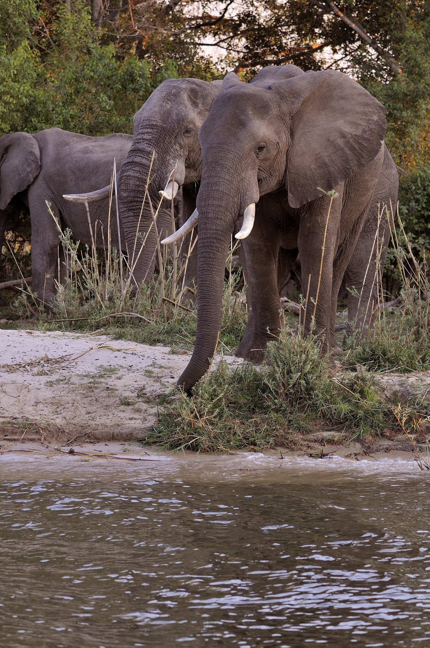 elephants Zambezi river...