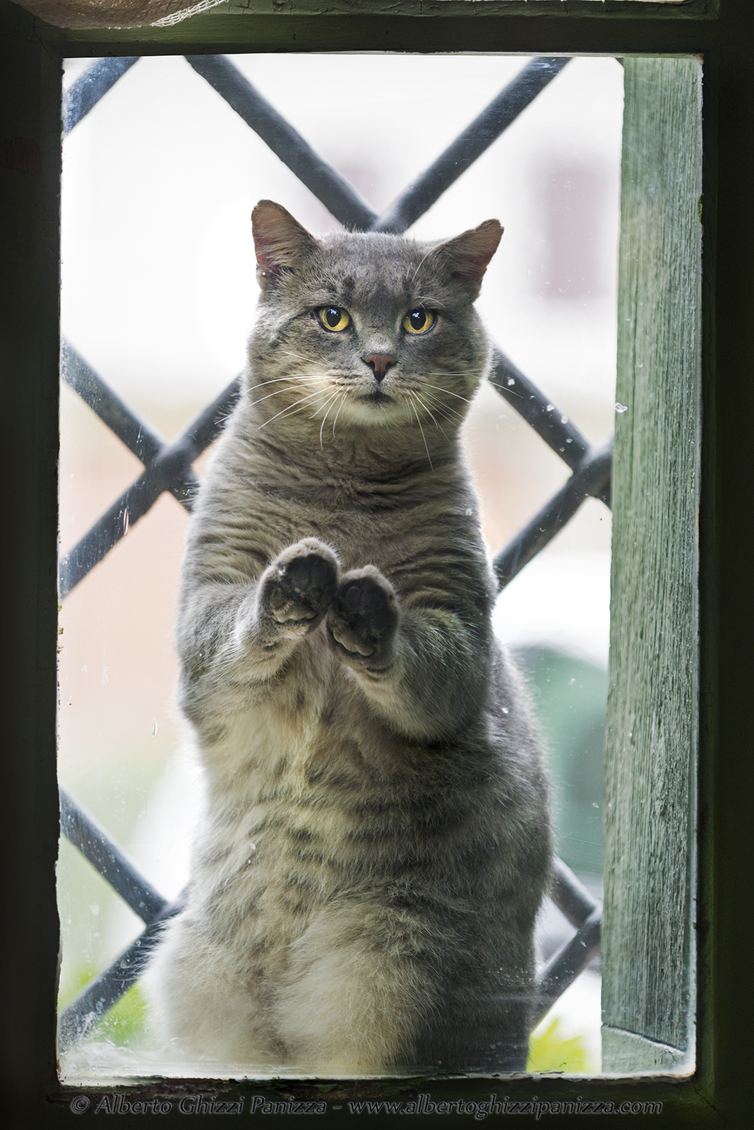 Please make me come in? it's raining outside .......