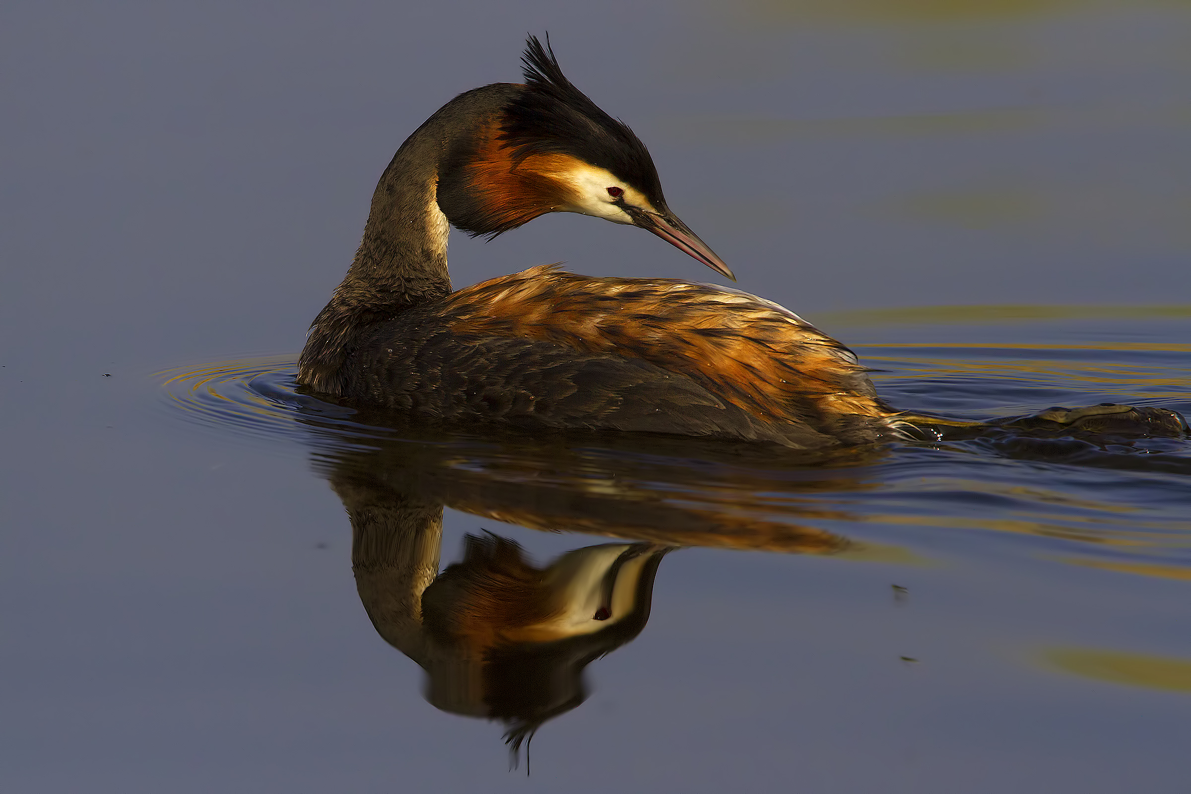 Grebe light and colors...
