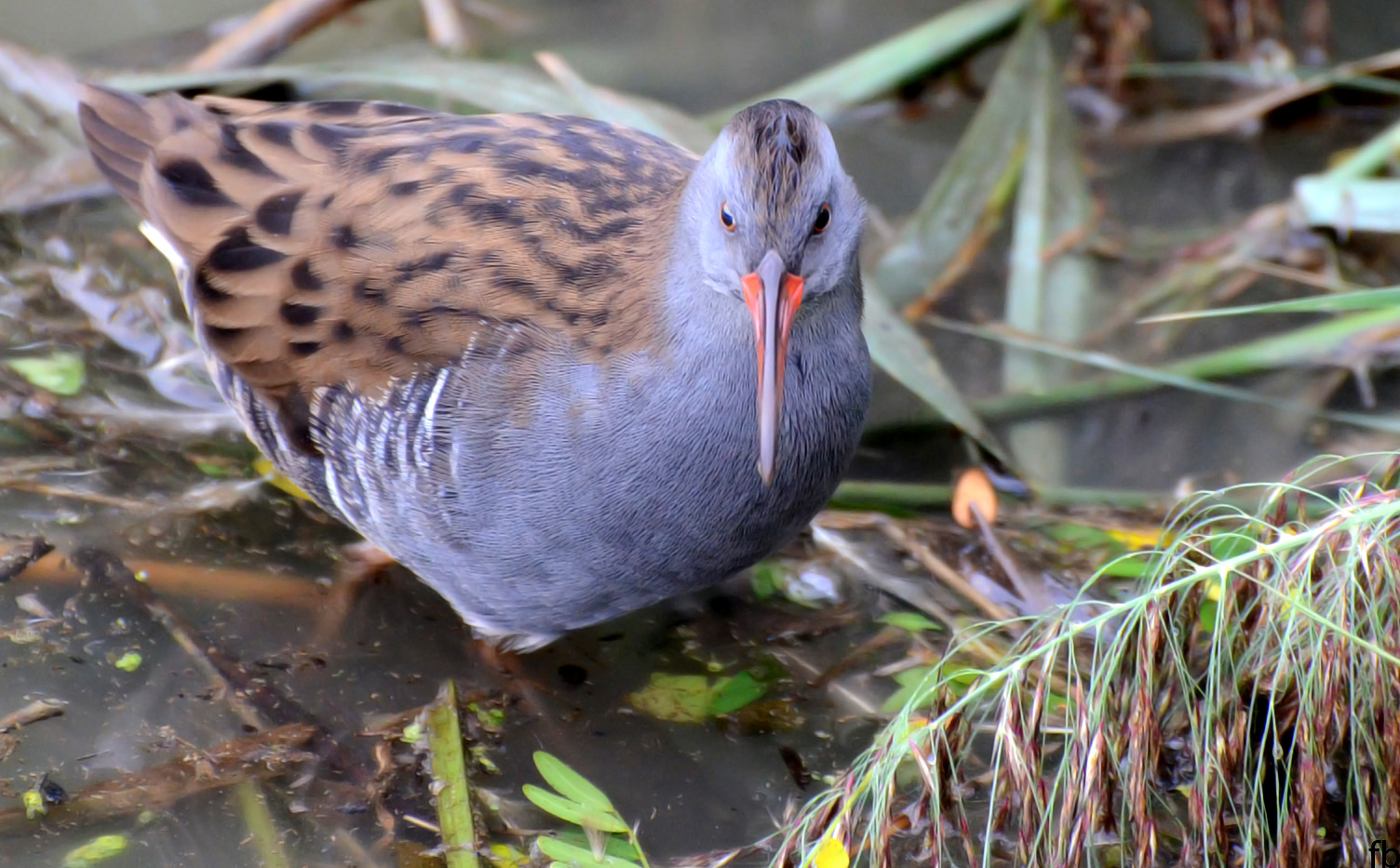 the water rail...