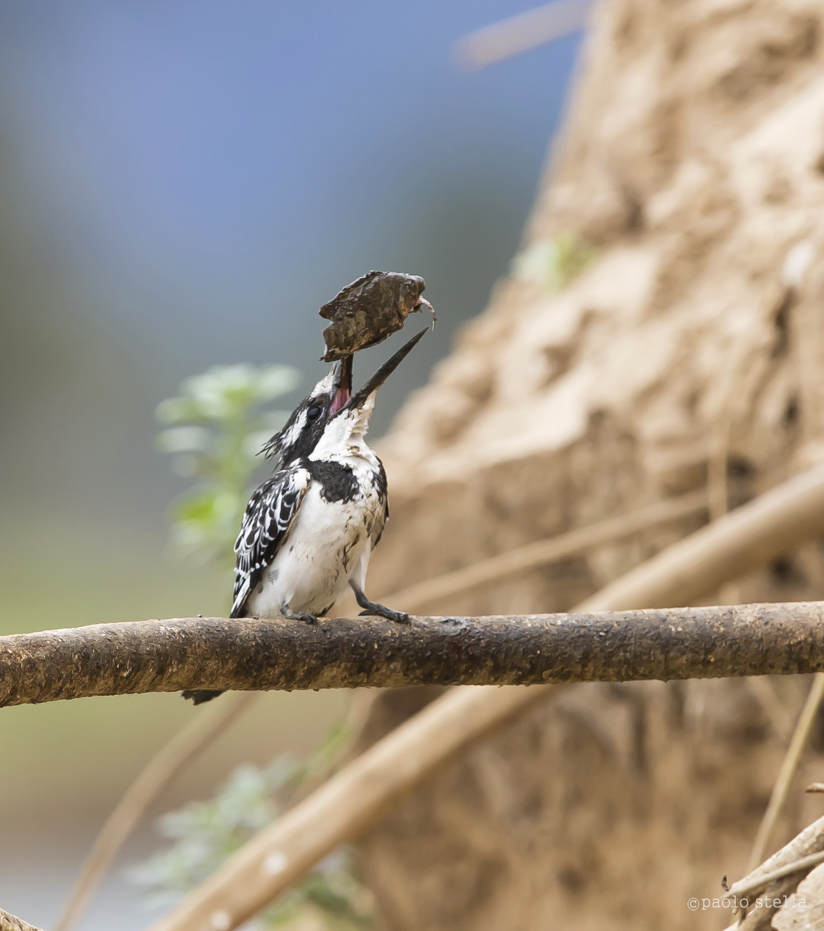 il kingfisher ed il pesce - 4...