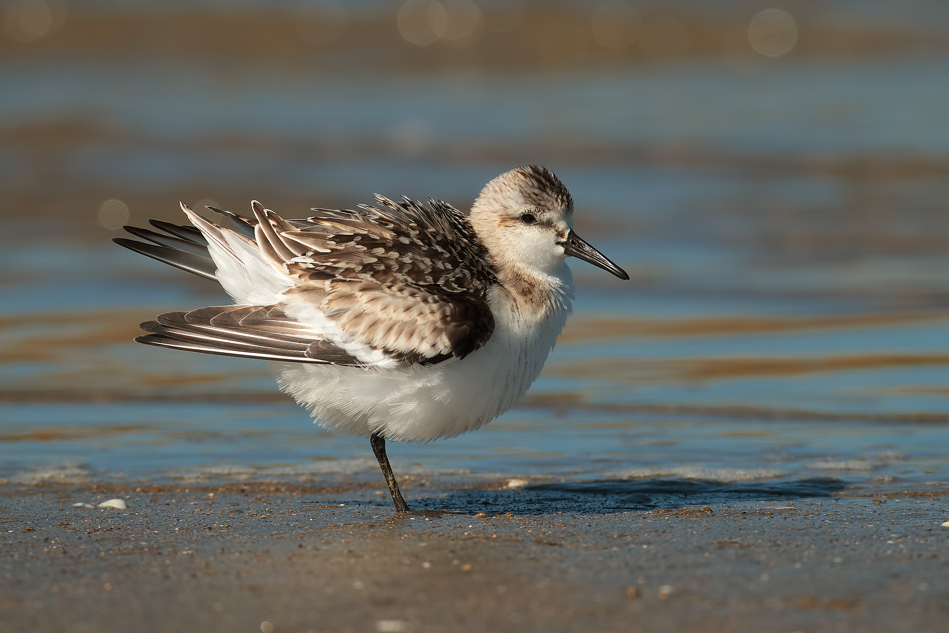Sanderling...
