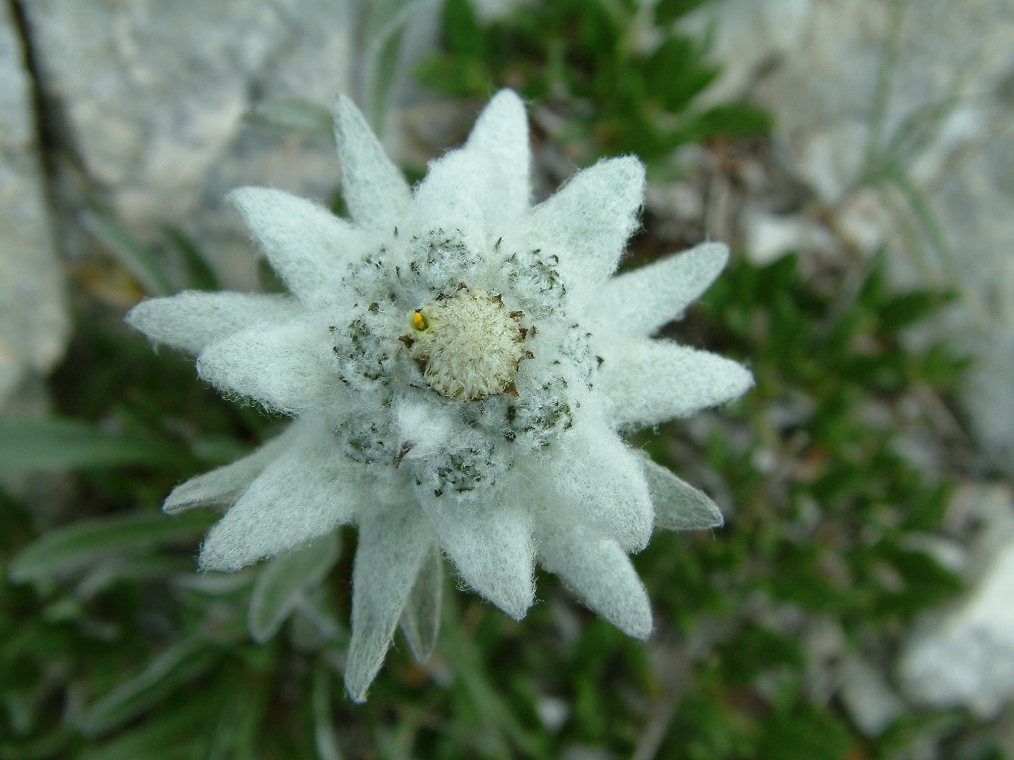 Leontopodium alpinum - Stella alpina...