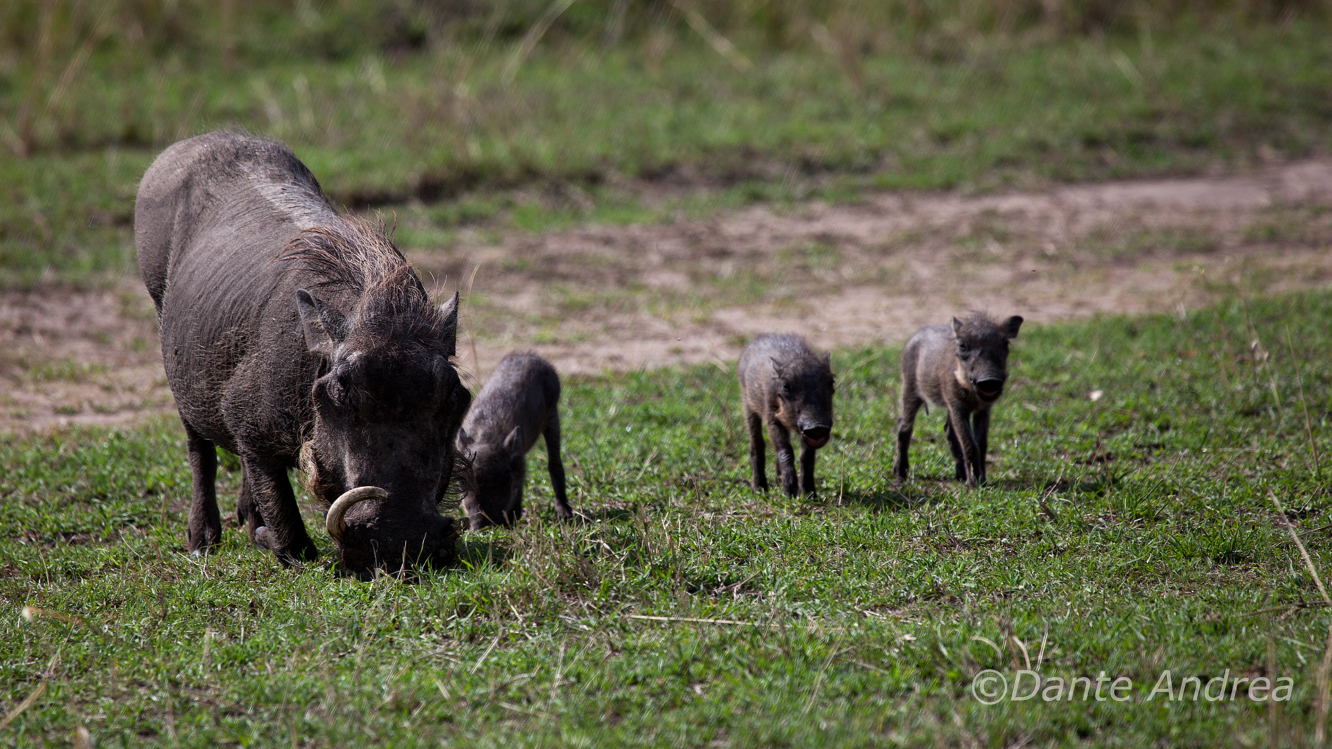 Family of warthogs...
