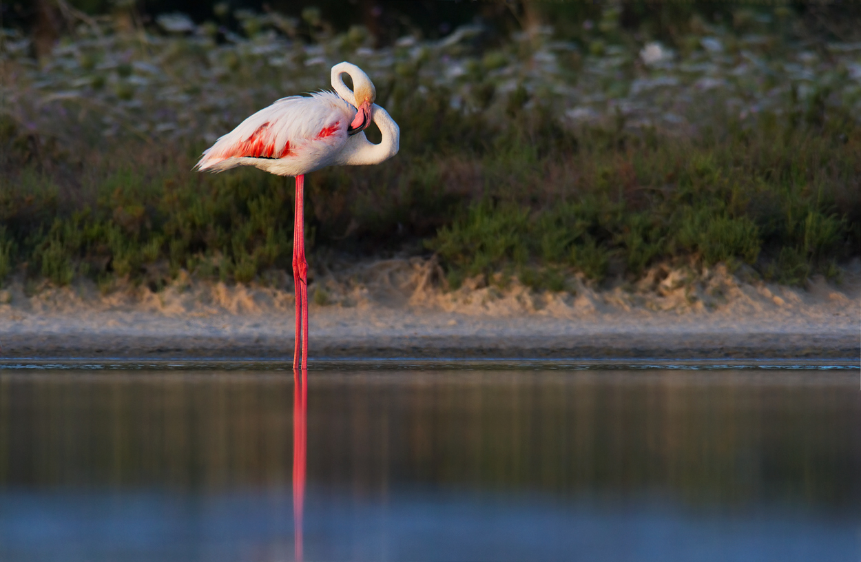 flamingo at the dawn...