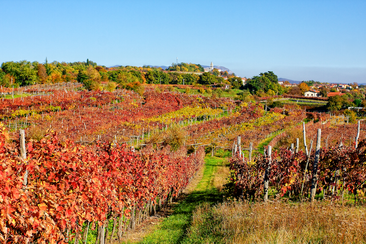 The colors of the vineyards of the Karst...