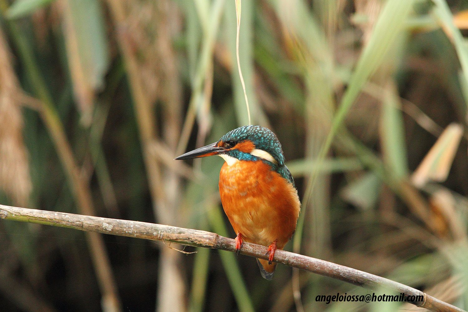 Kingfisher...